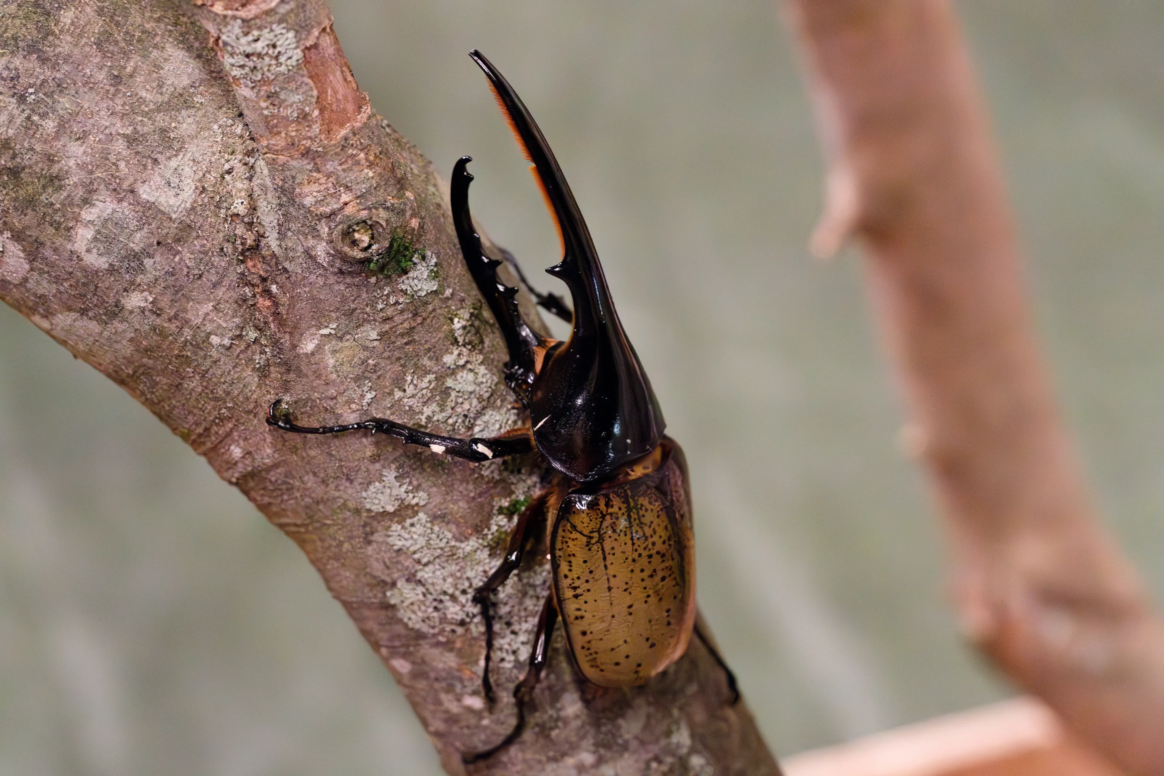 A Hercules beetle crawls upward along a textured brown tree branch. It has a shiny black head with two curved horns, and a pale greenish-tan back marked with many small black spots.