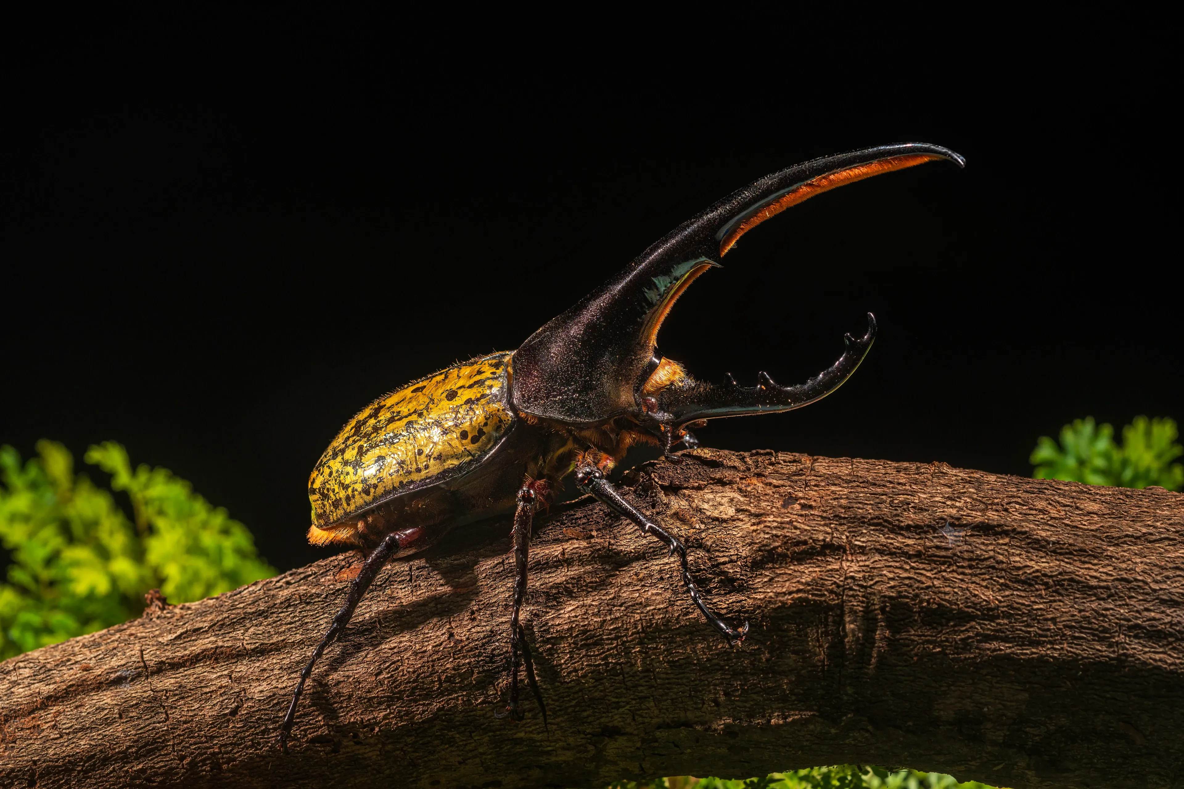 A Hercules beetle crawls along a brown wooden branch, seen from the side against a dark background. Two long curved black horns point forward, and pale greenish-yellow wing covers are dotted with irregular black spots.