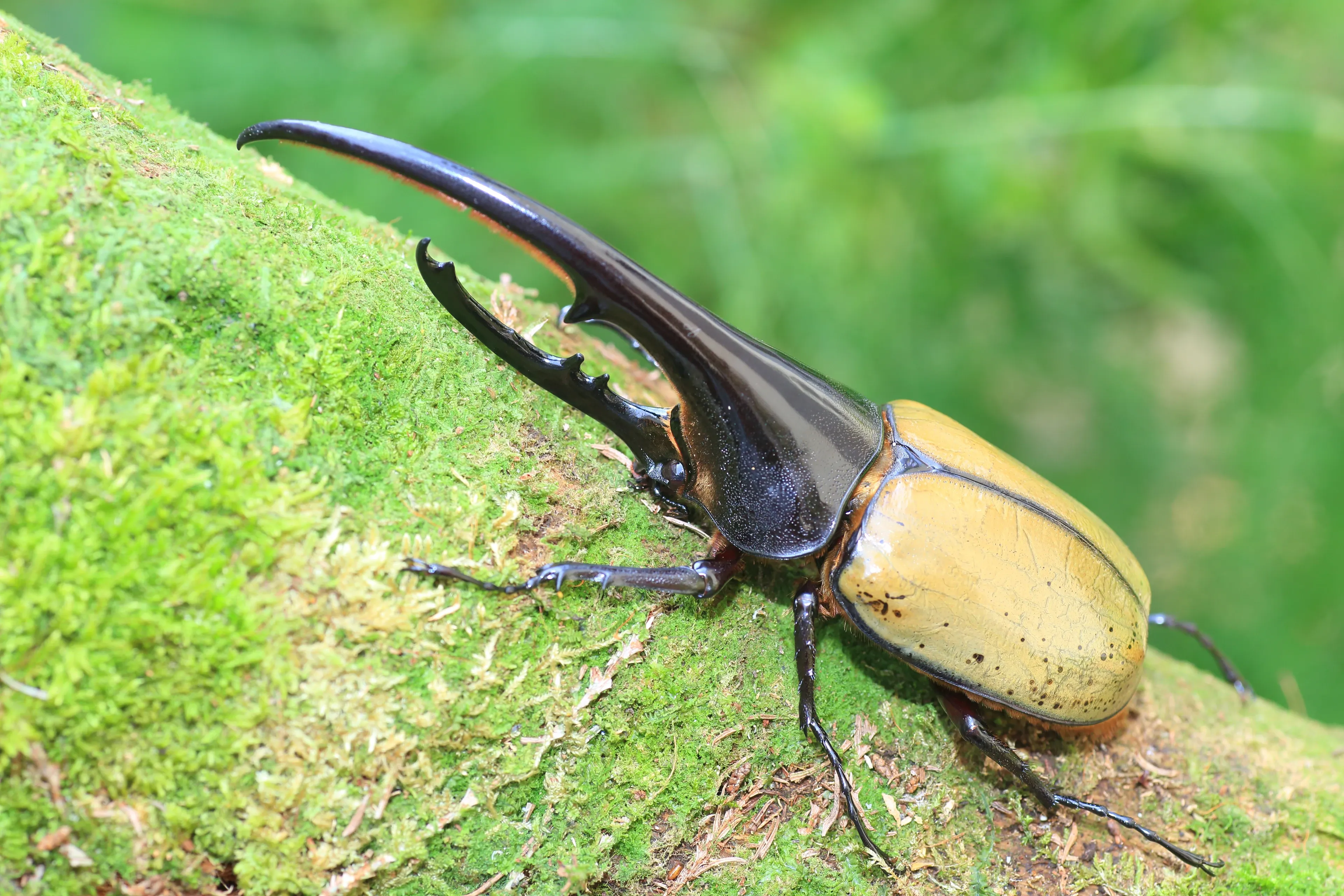 A Hercules beetle crawls diagonally up a thick branch covered in bright green moss. Glossy black horns curve toward each other, and light yellowish-tan wing covers show a few scattered dark spots.
