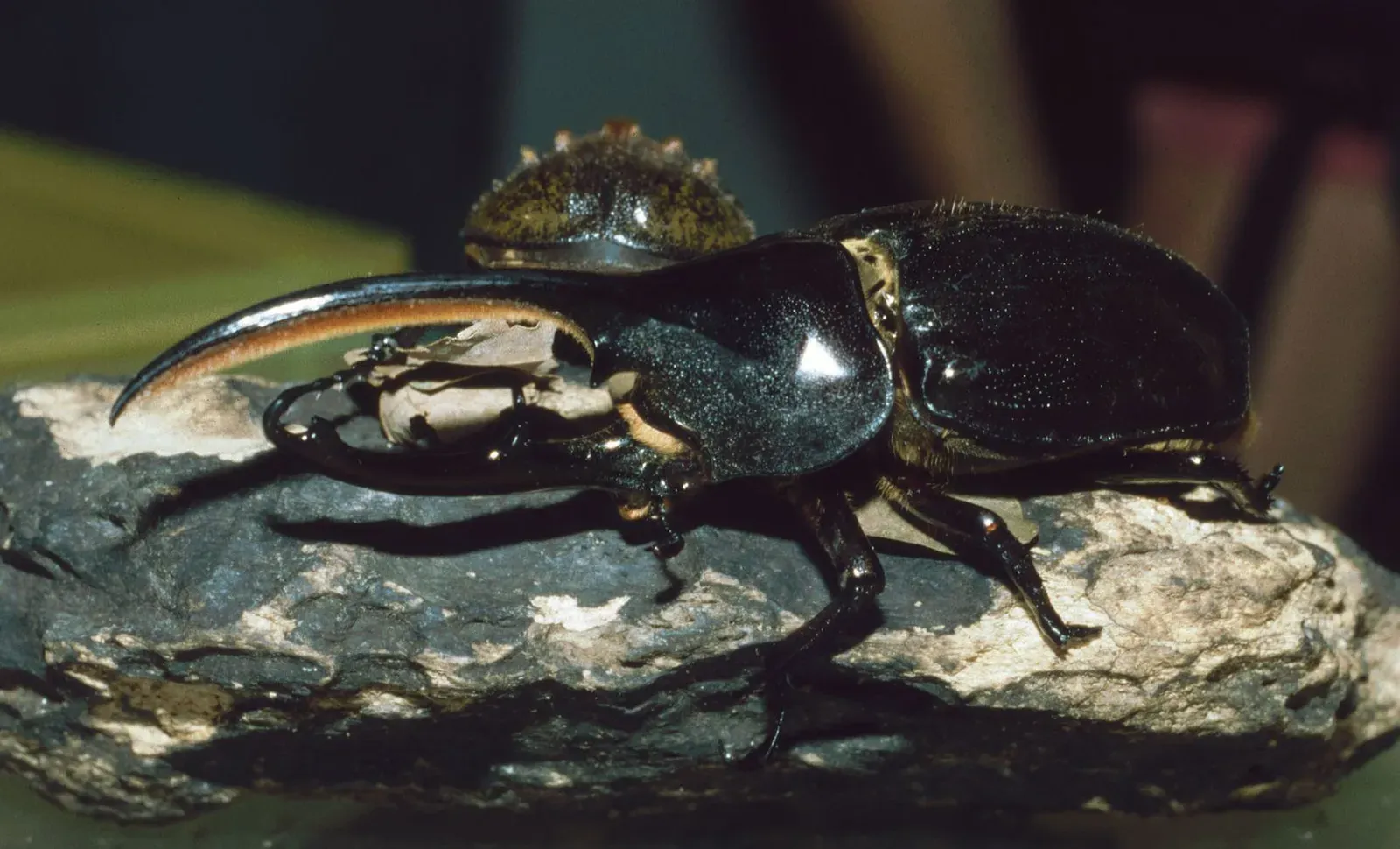 A male Hercules beetle on a rock, its glossy body and two long curved horns clearly visible, with a female beetle resting behind it.