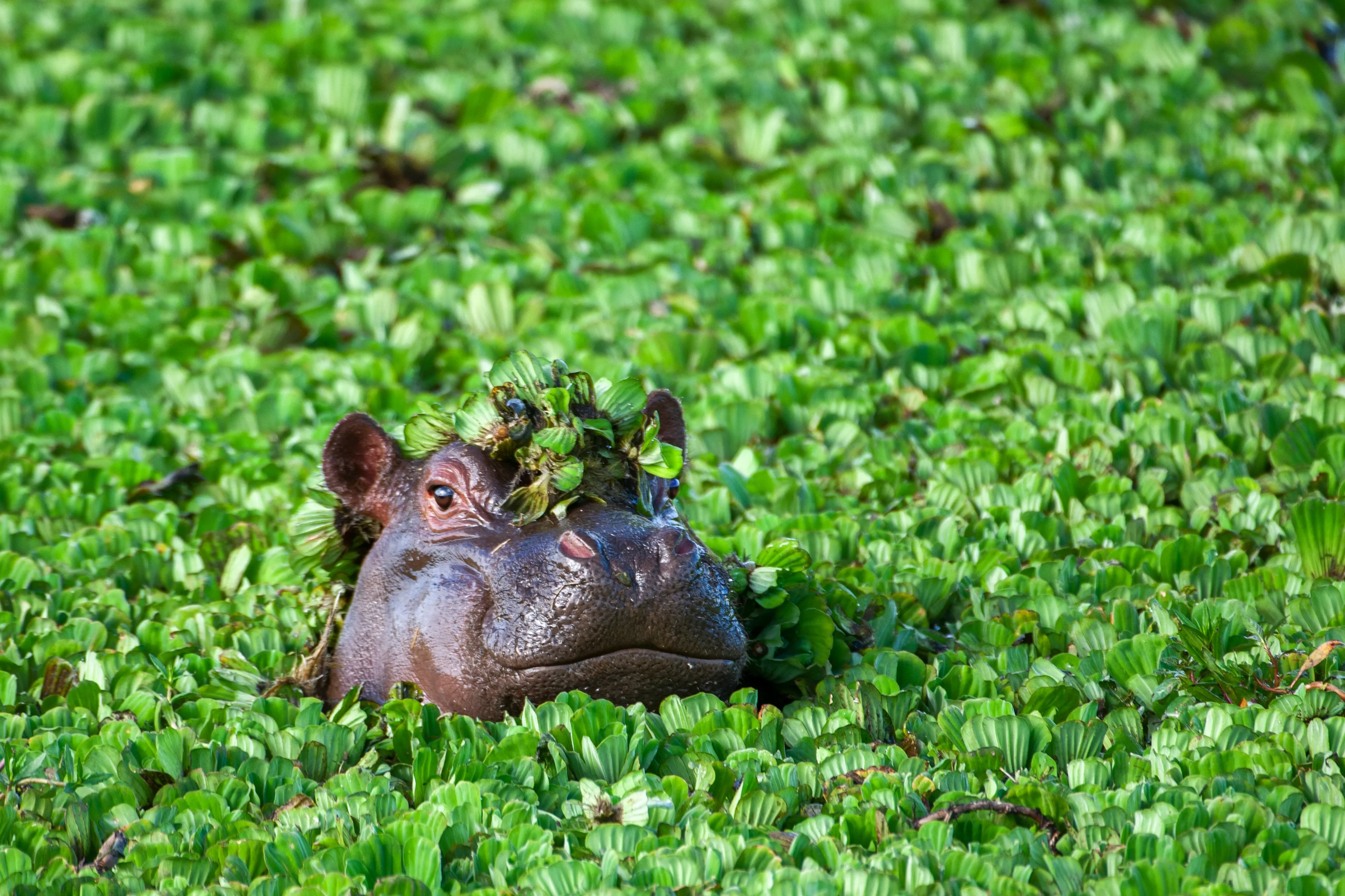 A hippopotamus peeks its head from a pond covered in bright green floating plants. A small clump of the greenery sits on top of its head between its eyes and ears.