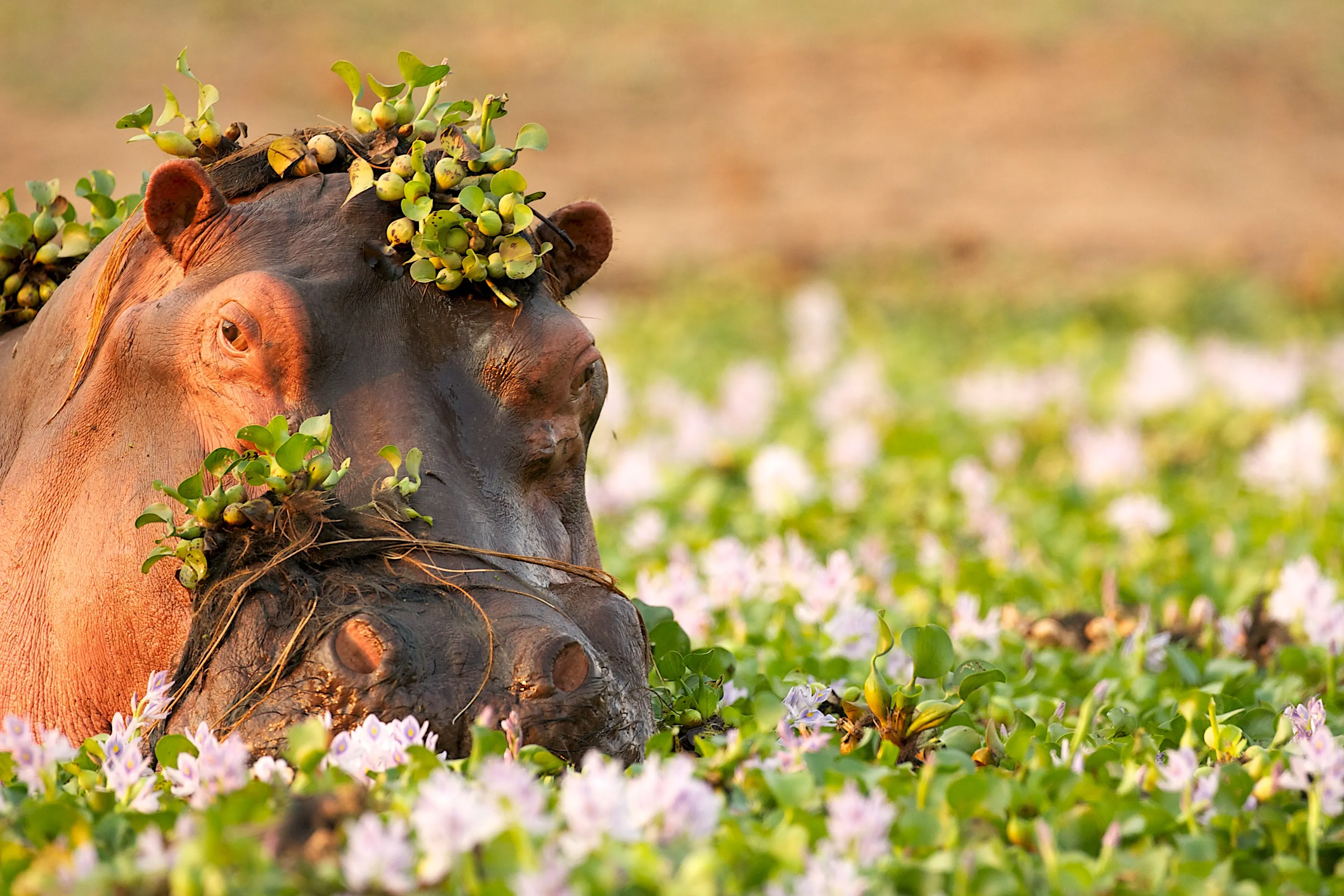 A hippopotamus peeks from a pond covered in green leaves and small purple flowers, with leafy plants perched on its head and ears. Pinkish patches show around its eyes as it looks calmly to the left.