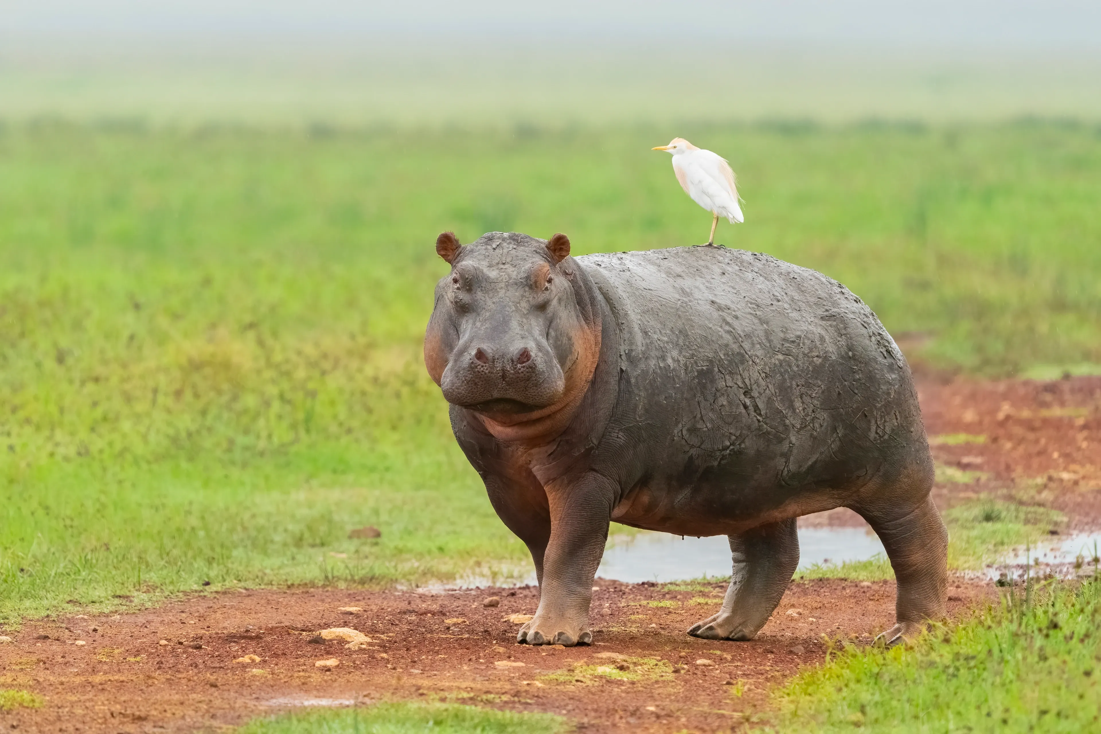A large hippopotamus stands on a reddish-brown dirt path, with a small white bird perched on its back. Soft green grass and a misty field stretch behind it.