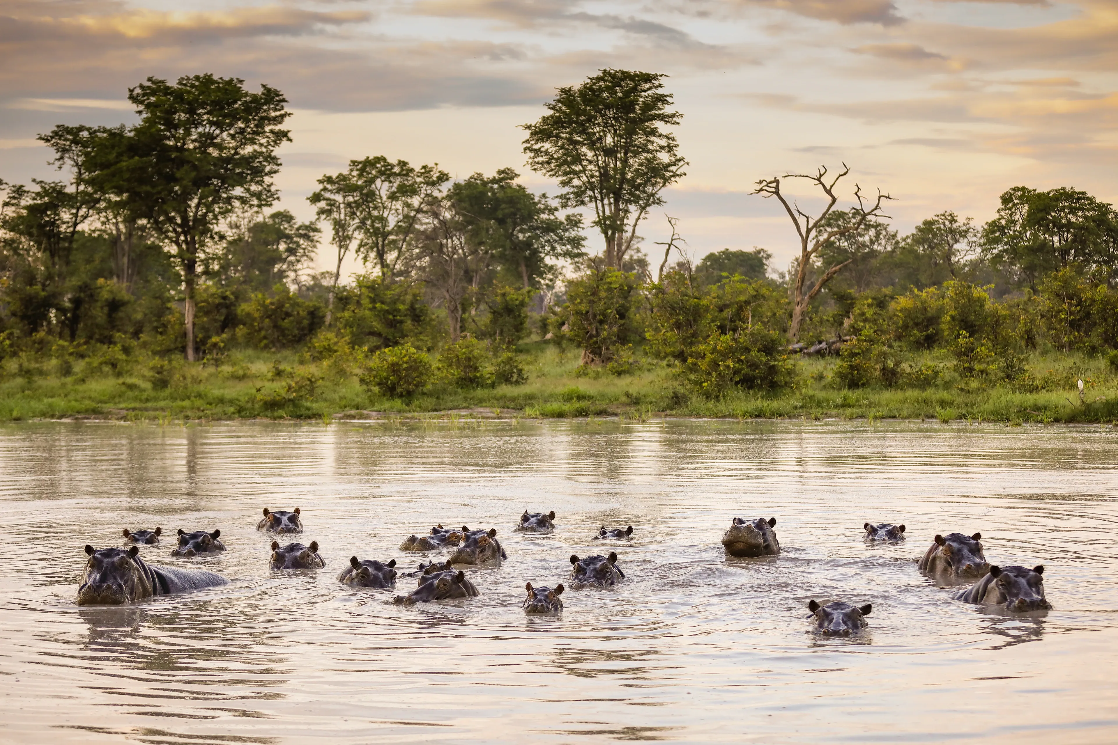 A group of hippopotamuses rest in a calm river, with only their eyes and ears poking above the water. Green trees and a grassy bank line the shore under a soft evening sky.