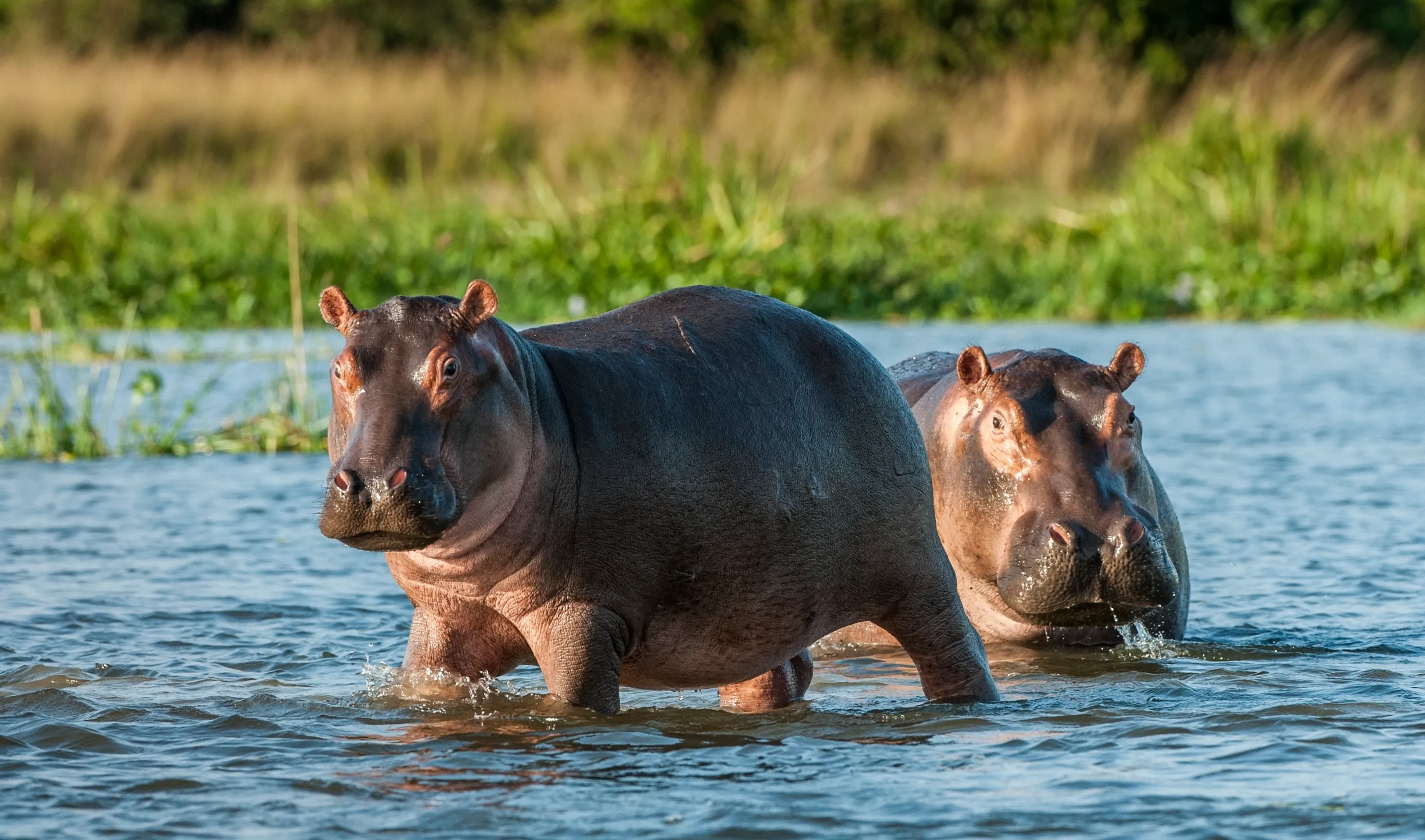 Two hippopotamuses wade through shallow blue water near a grassy riverbank. The one in front stands on thick legs, showing its large round body.