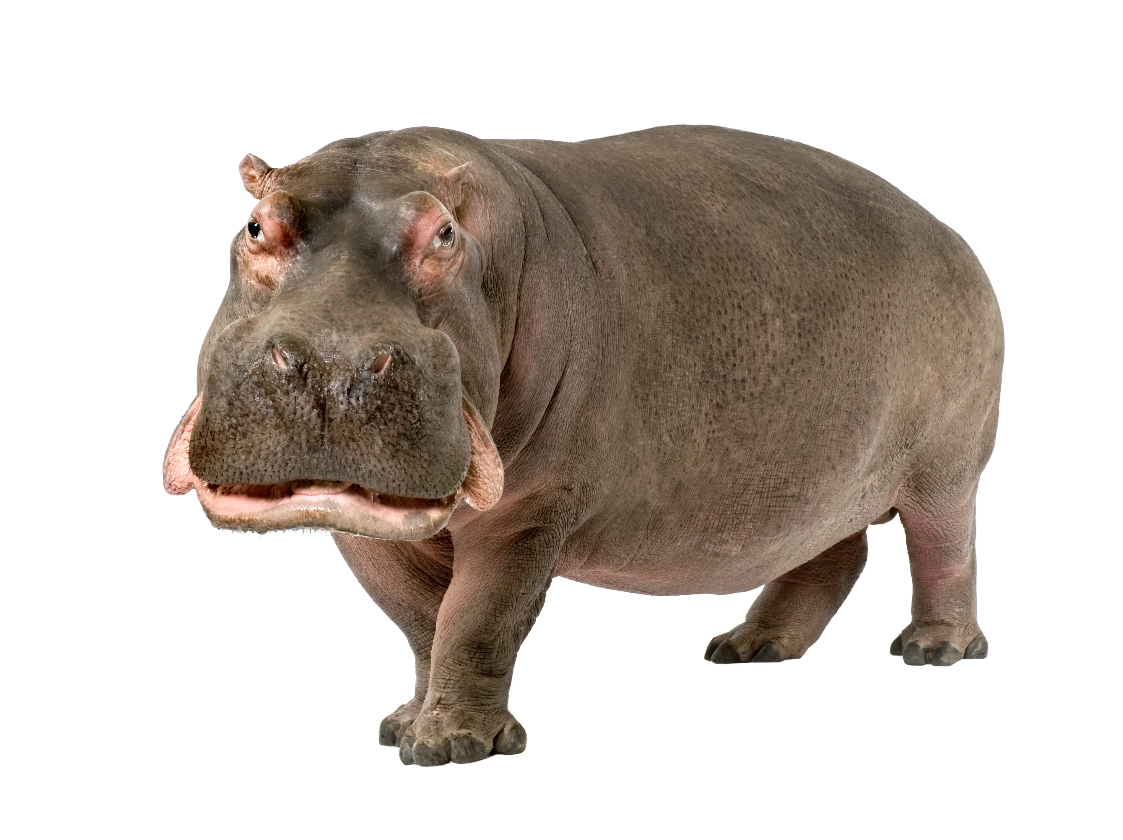A hippopotamus stands on a plain white background, facing slightly left but looking toward the viewer. Its barrel-shaped gray-brown body, short stout legs, and four-toed feet are easy to see, with a hint of pink around its snout.
