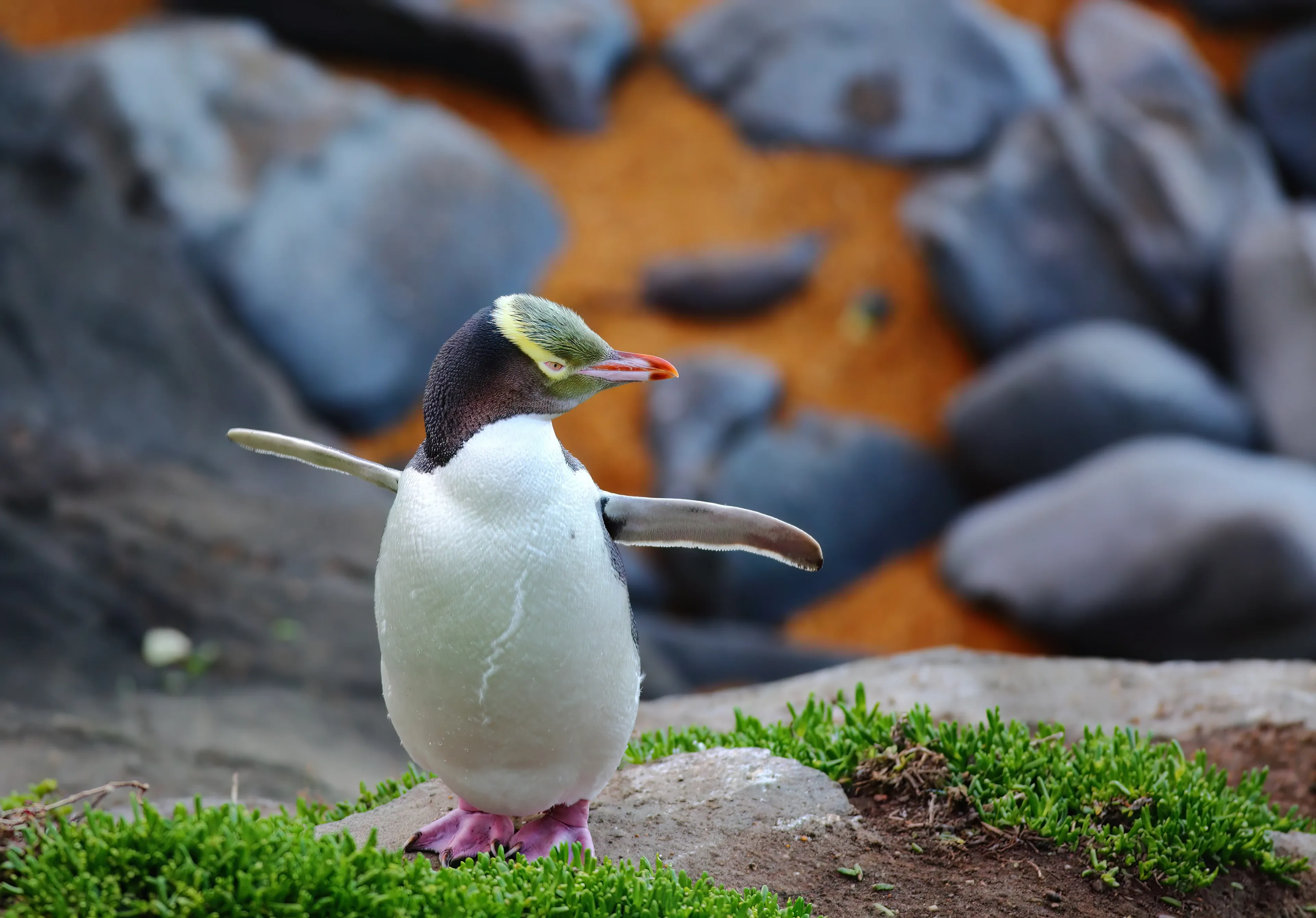 A hoiho perched on a coastal rock among green succulents, flippers held out to the sides, with a yellow head band and slate-grey back against blurred boulders.