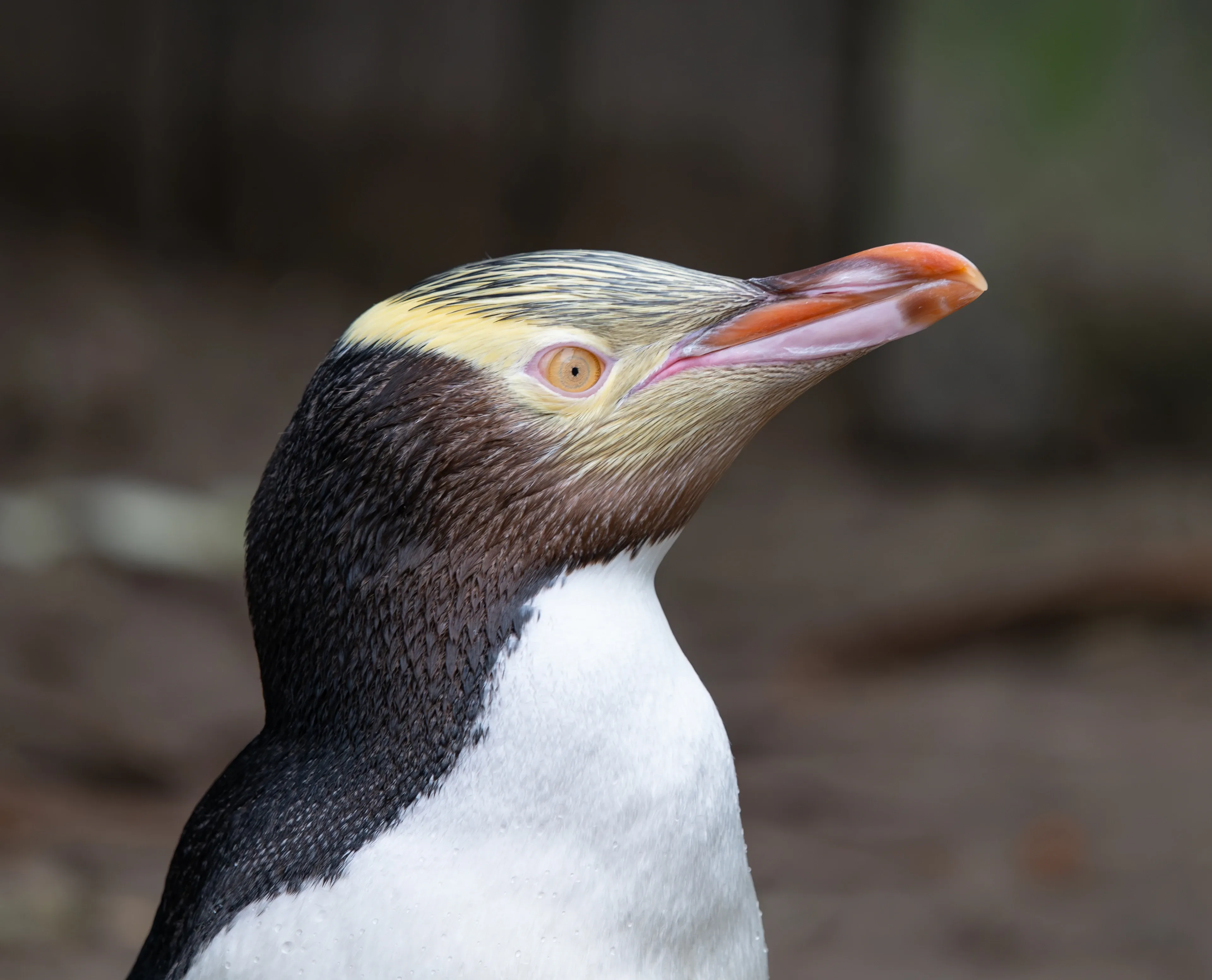 Close-up profile of a hoiho from the chest up, facing right, with a golden-yellow iris, yellow feather band around the head, pink beak, and water droplets on white neck feathers.