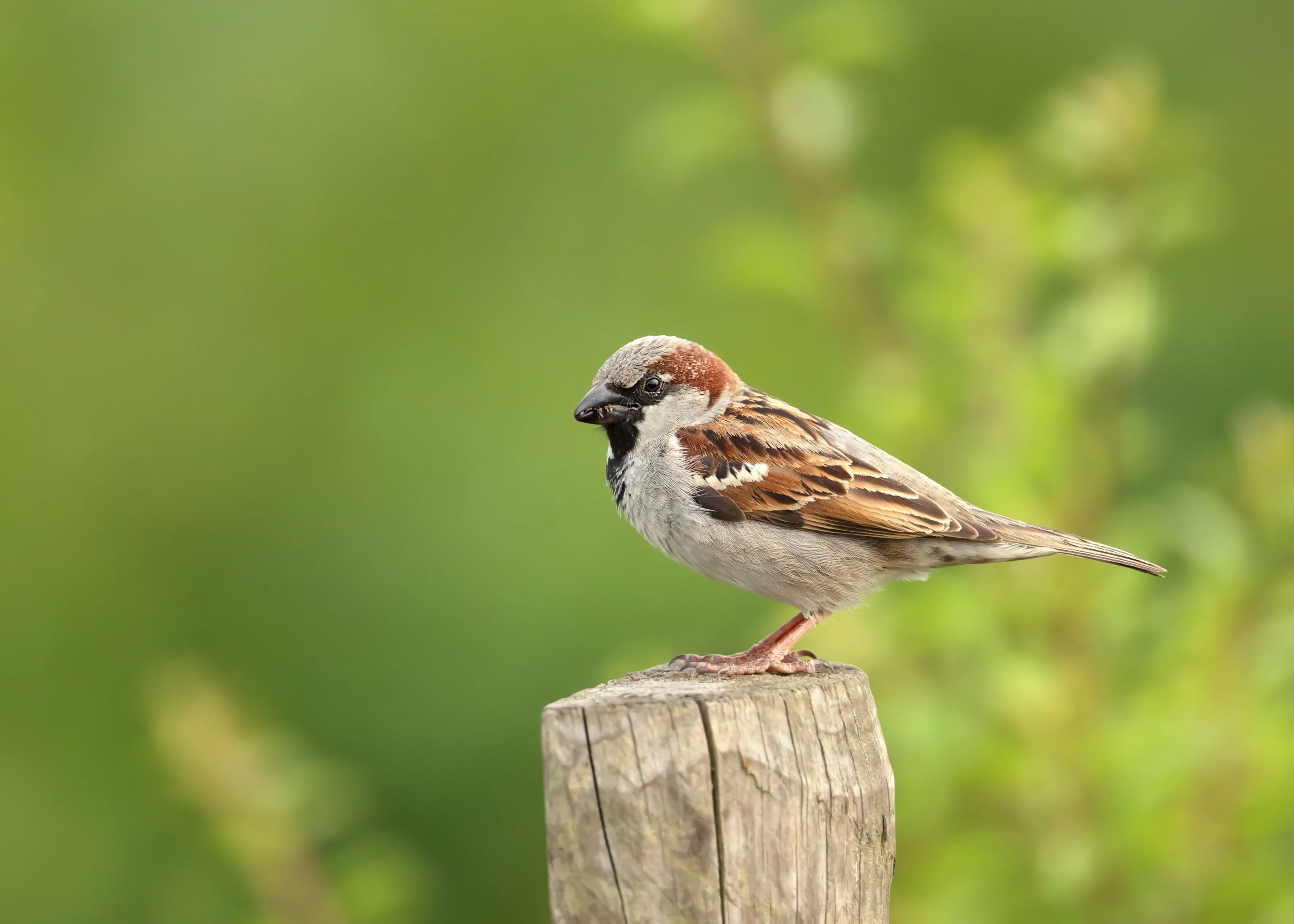 A house sparrow perches atop a weathered wooden post, looking left against soft green leaves. It has a grey cap, reddish-brown patches around the eyes, and a bold black patch on its throat.