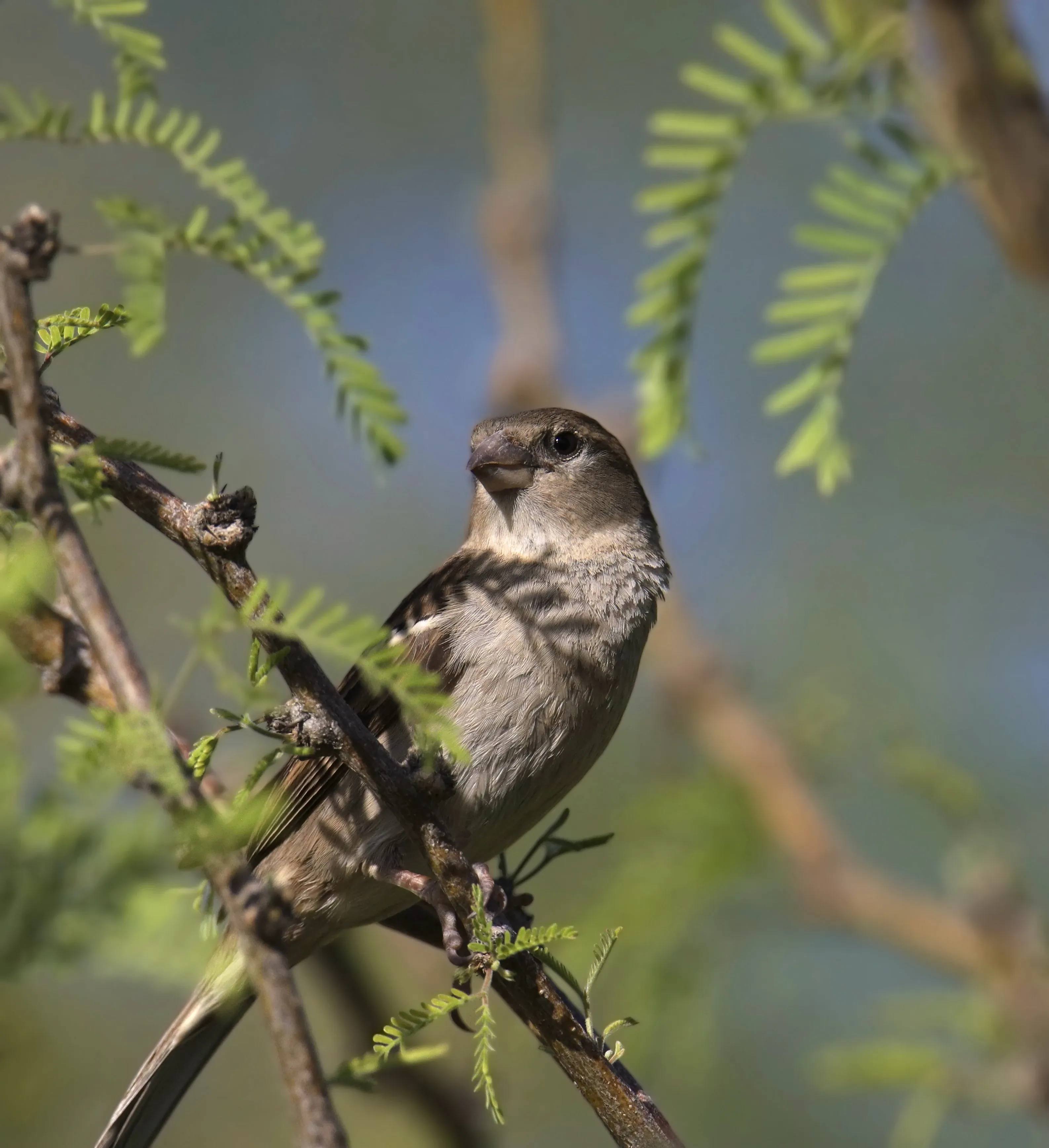 A house sparrow perches on a thin brown branch among delicate green leaves. Its feathers mix soft grey, tan, and dark brown streaks, with a small sturdy beak.