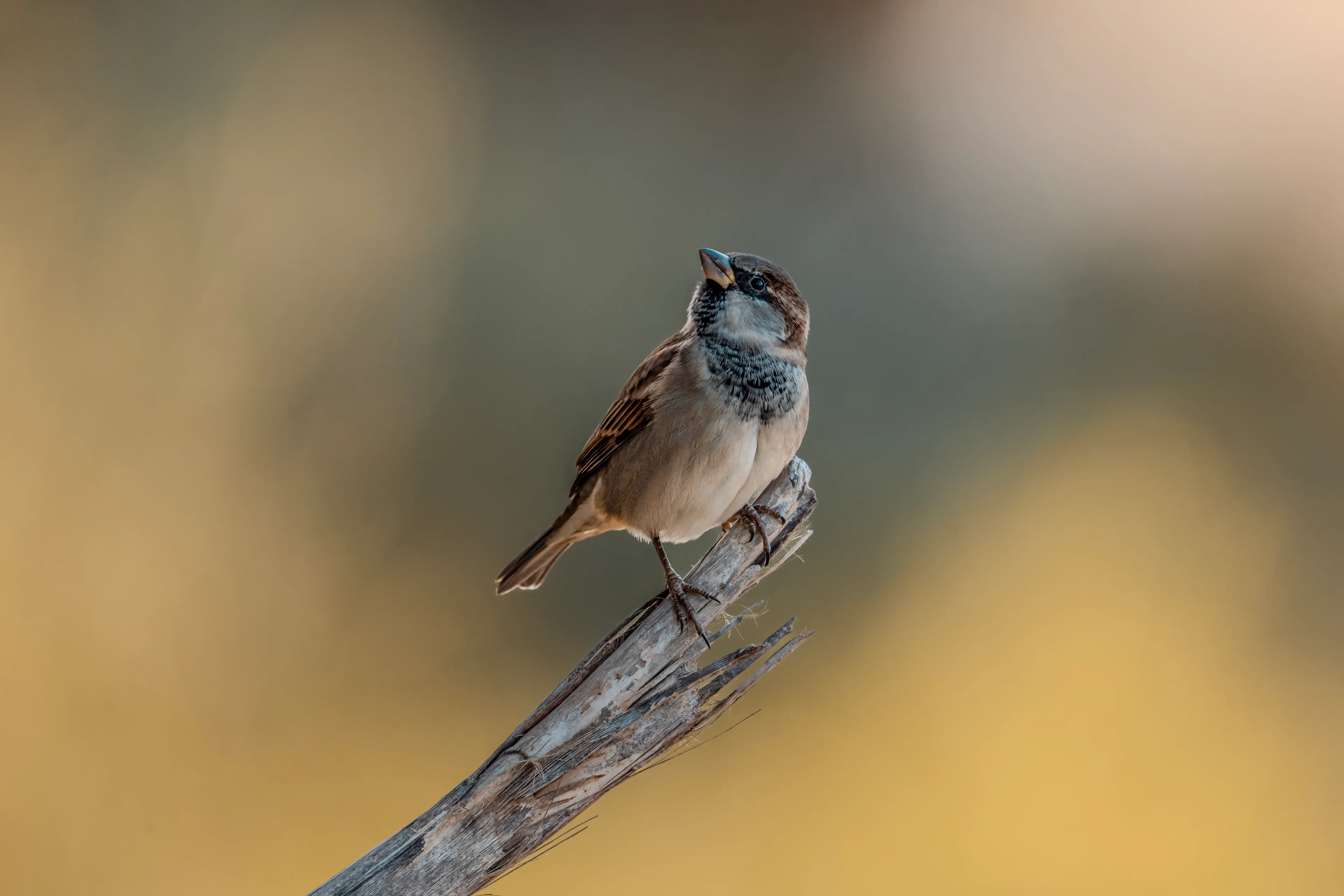 A house sparrow perches on the jagged end of a dry wooden branch, looking upward and slightly left. A black patch marks its throat, with a grey crown, warm brown around the eyes, and a pale tan belly.
