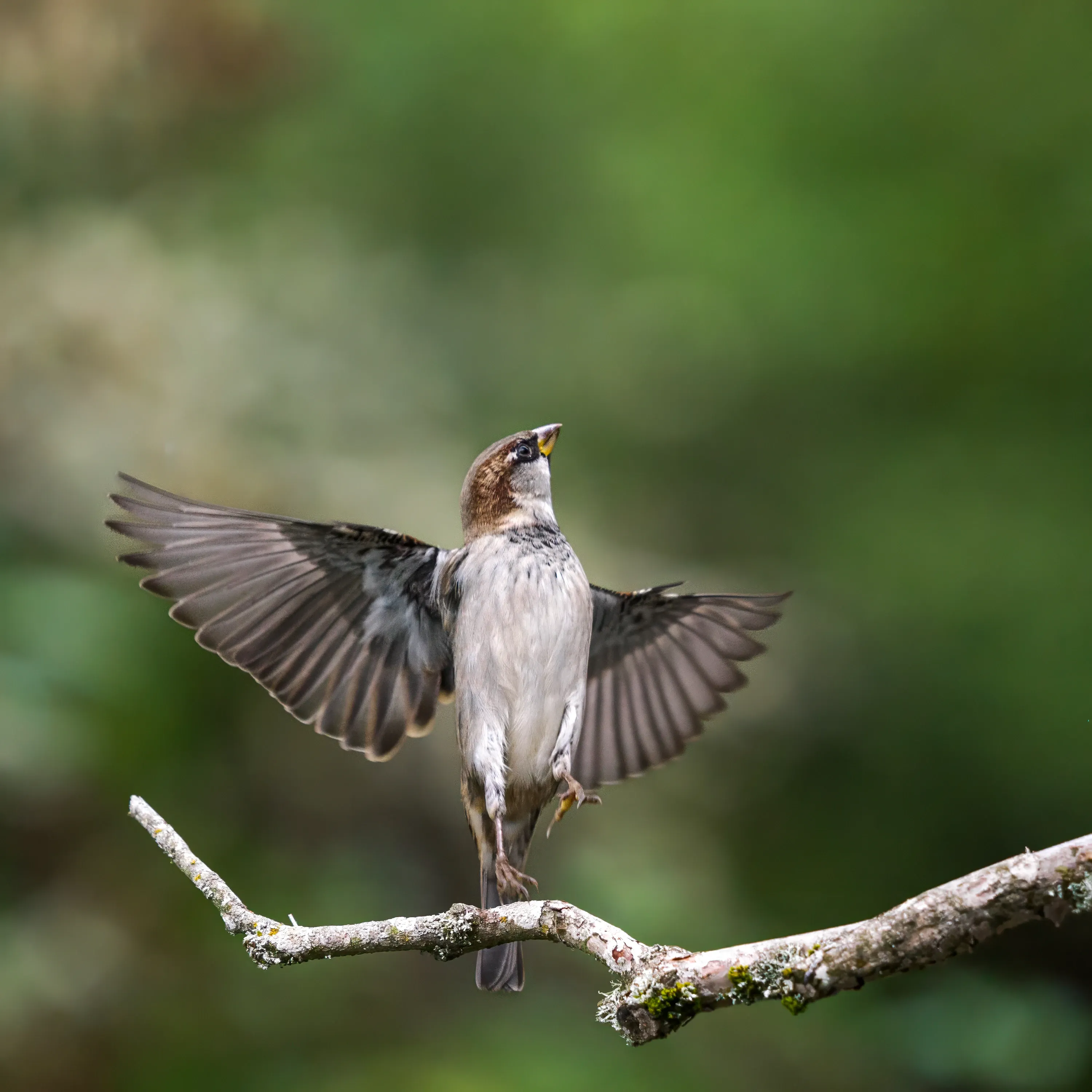 A house sparrow perches on a mossy branch with its wings spread wide, looking up. Its chest is light grey, and brown wings show many layers of feathers against a blurry green background.