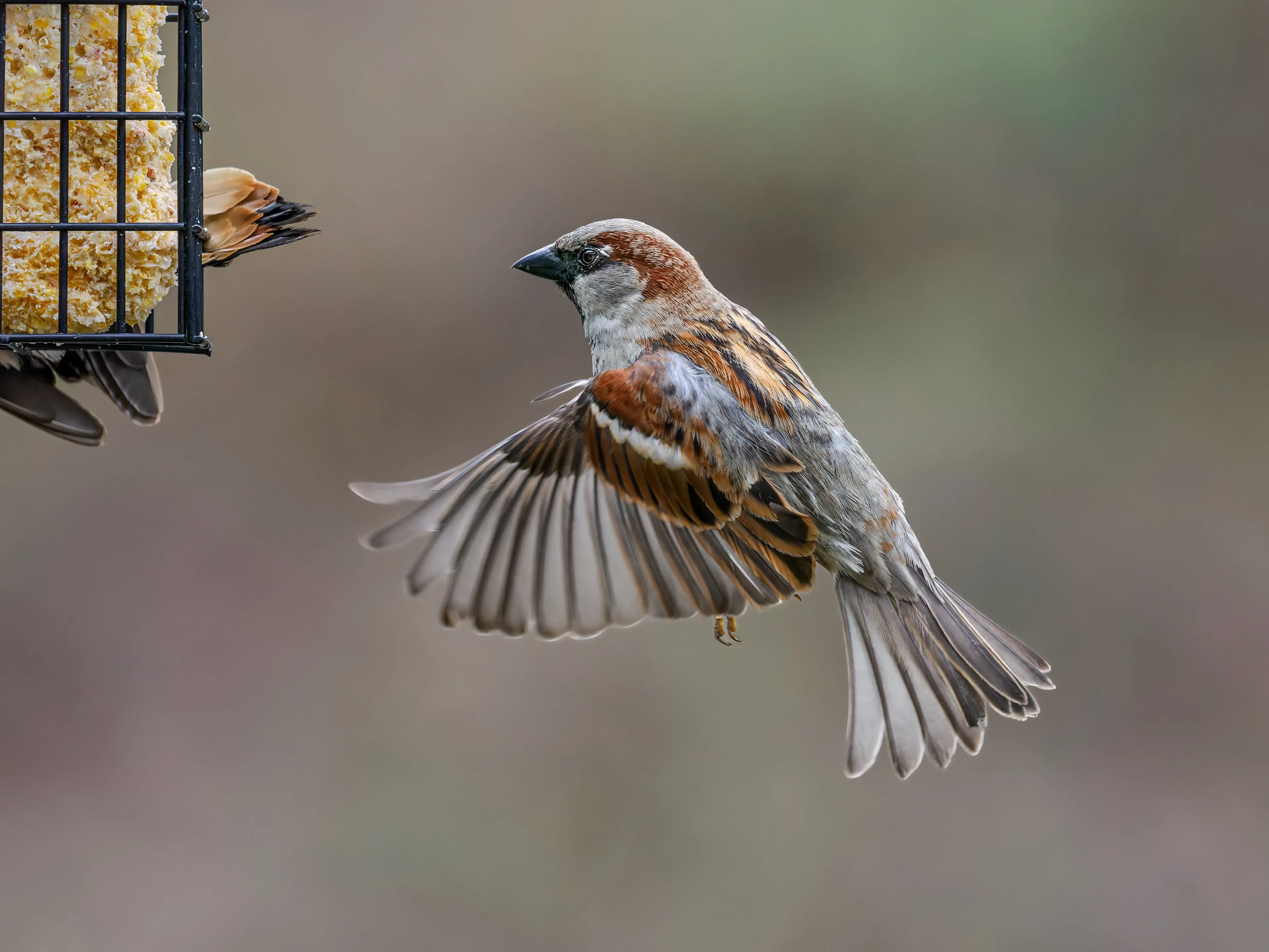 A house sparrow flies with chestnut and grey wings spread wide, heading toward a black wire bird feeder. Another small bird is already perched there, eating.