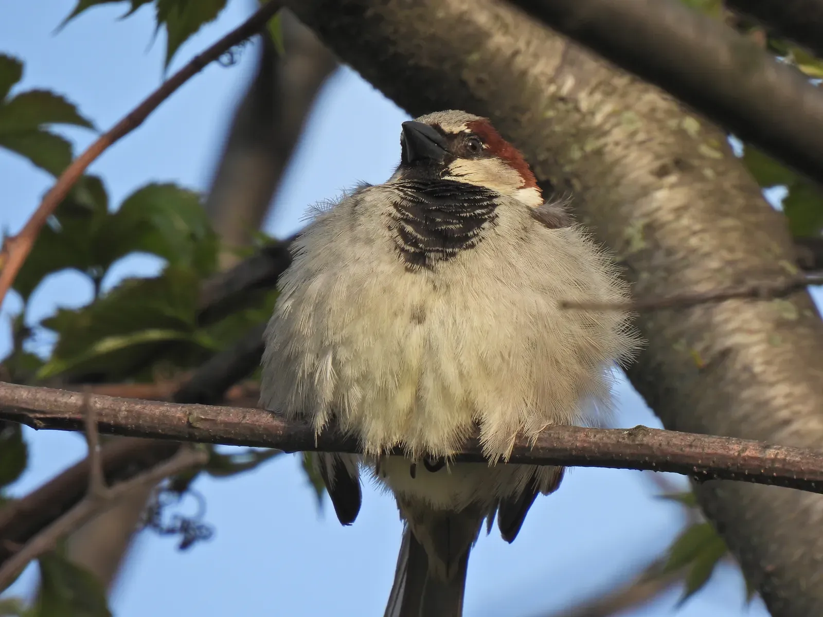 A male house sparrow perched on a branch, with a grey crown, chestnut-brown nape and a black bib on its chest.
