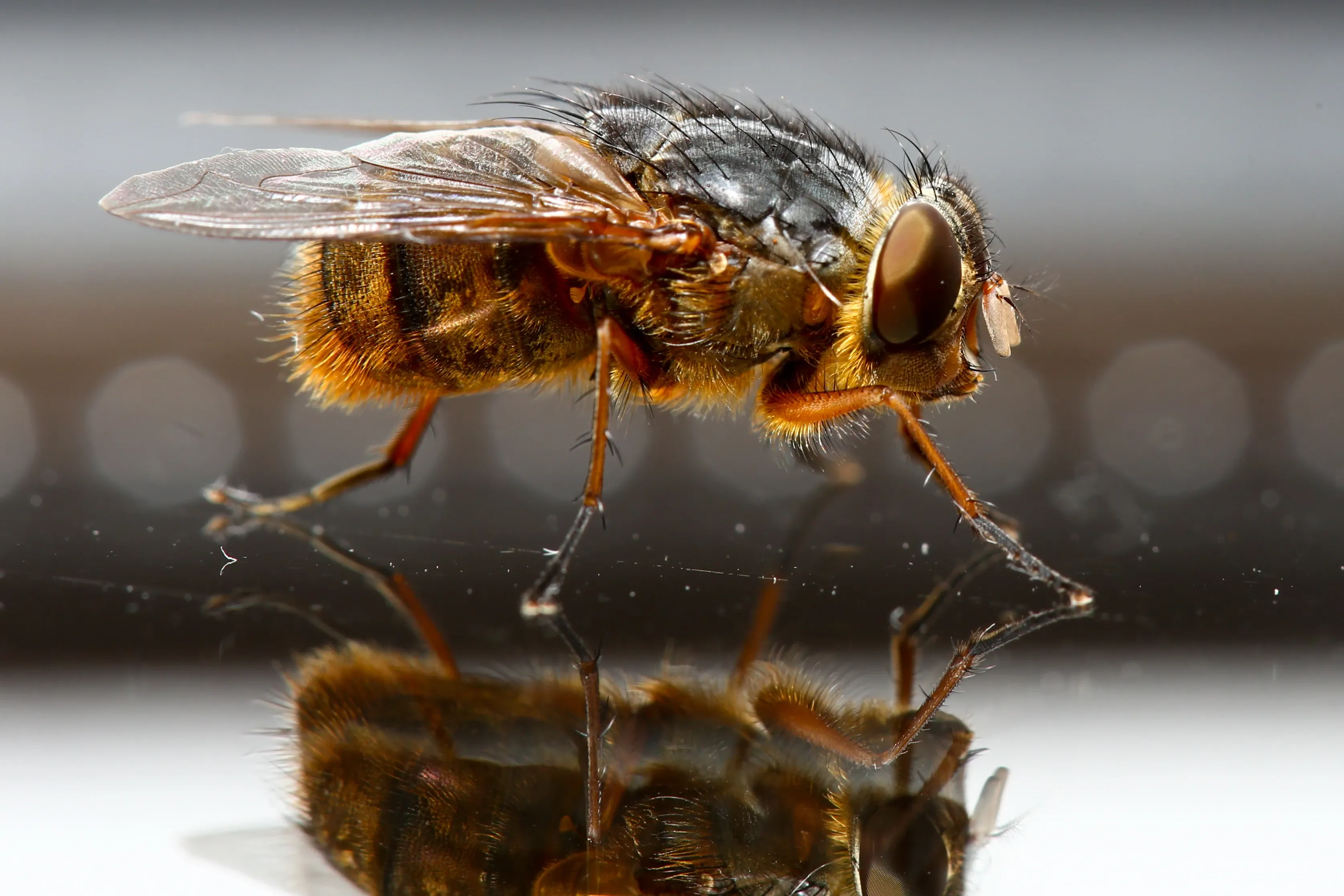 A housefly stands on a shiny surface, its fuzzy body covered in stiff black bristles and golden-yellow stripes. Its large round eyes are reddish-brown, and a clear reflection shows below its thin legs.