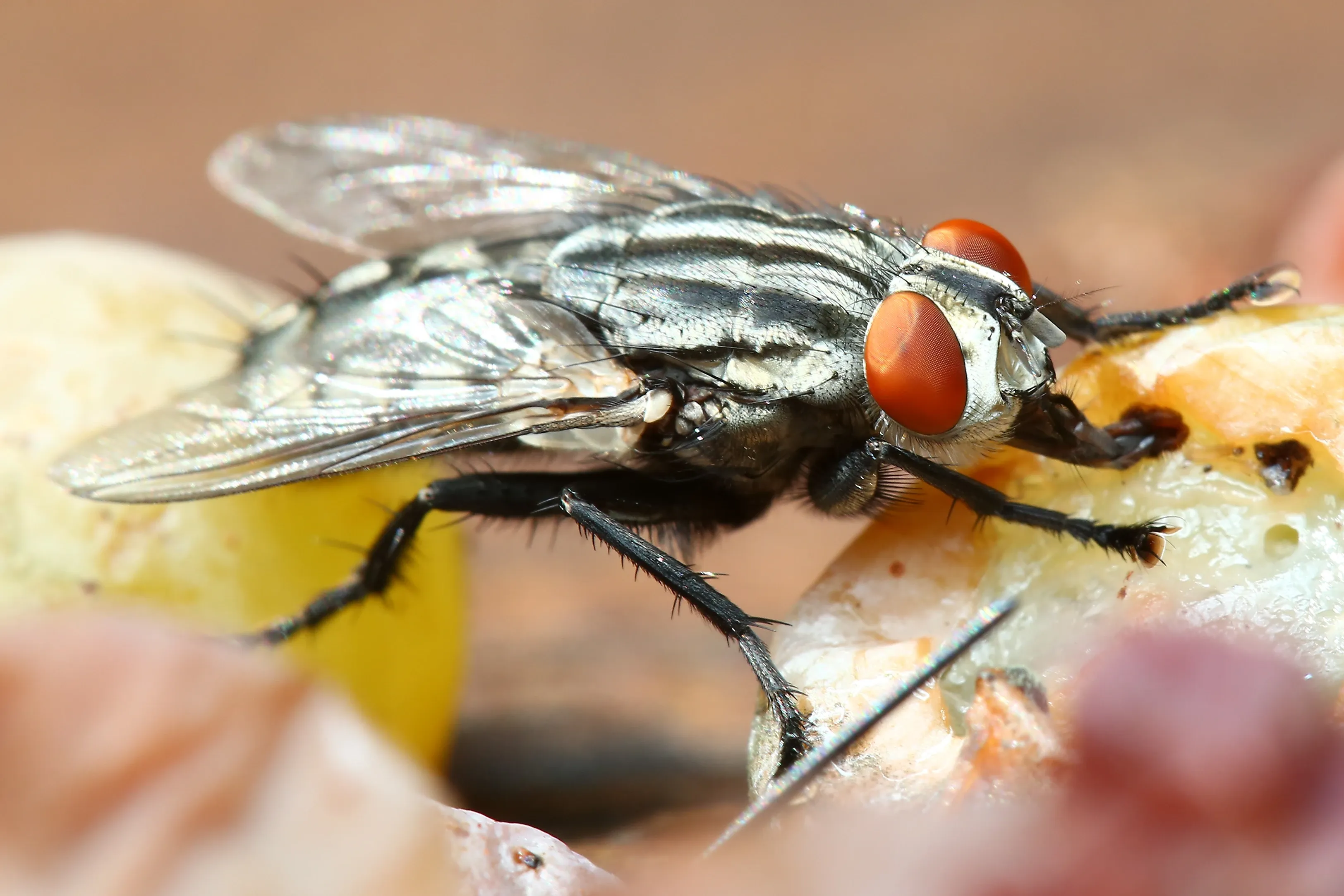 A housefly stands on pale, moist food with its head lowered toward the surface. Its large orange-red eyes, grey-and-black striped body, bristly black legs, and clear wings folded flat along its back are all in sharp view.