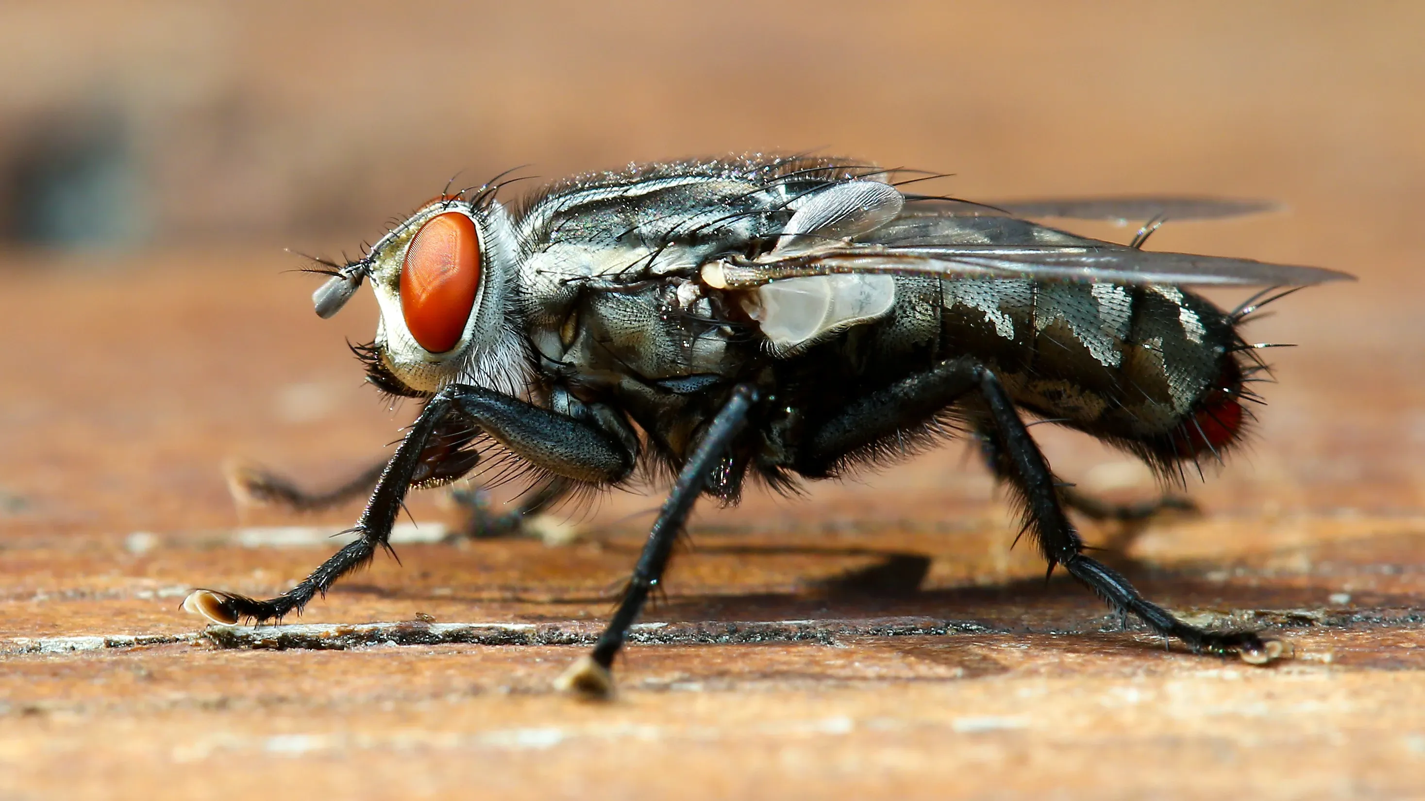 A housefly stands on weathered light-brown wood, facing left, with huge reddish-orange eyes and a silvery-grey body striped in black. Stiff black bristles cover its legs and body, and clear veined wings rest flat over its back.