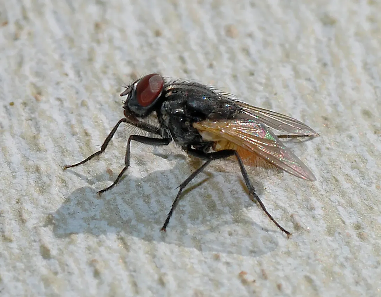A housefly in side view on a pale wall, showing its large red eyes, striped grey thorax and shimmering transparent wings.