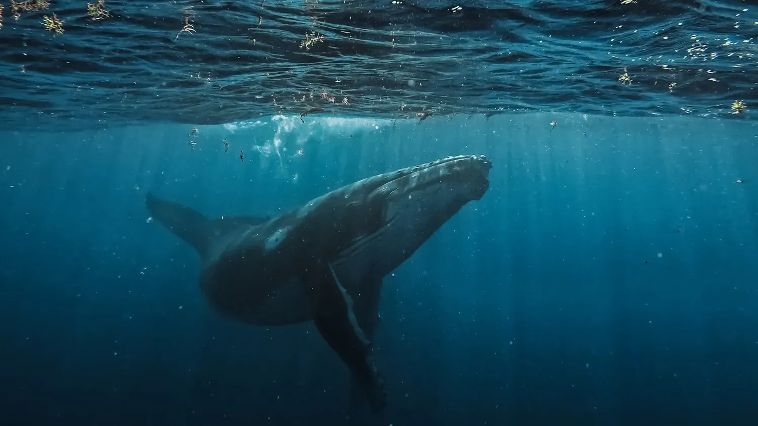 A humpback whale gliding just below the sea surface, its very long pectoral fin and knobbly head clearly visible.