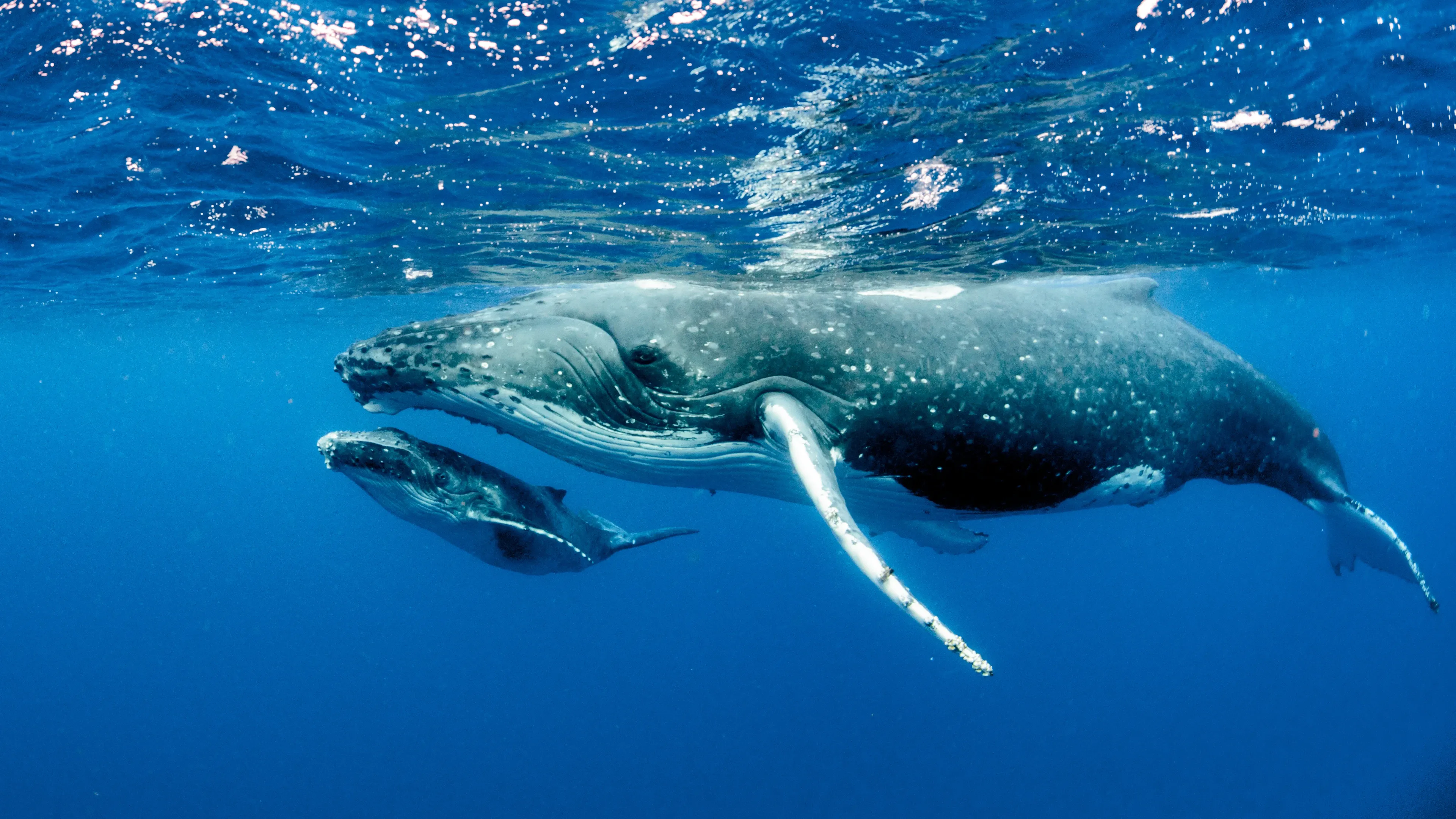 A mother humpback whale and her calf swim side by side just below the surface in clear blue water, the adult’s long white pectoral fin hanging below her body.