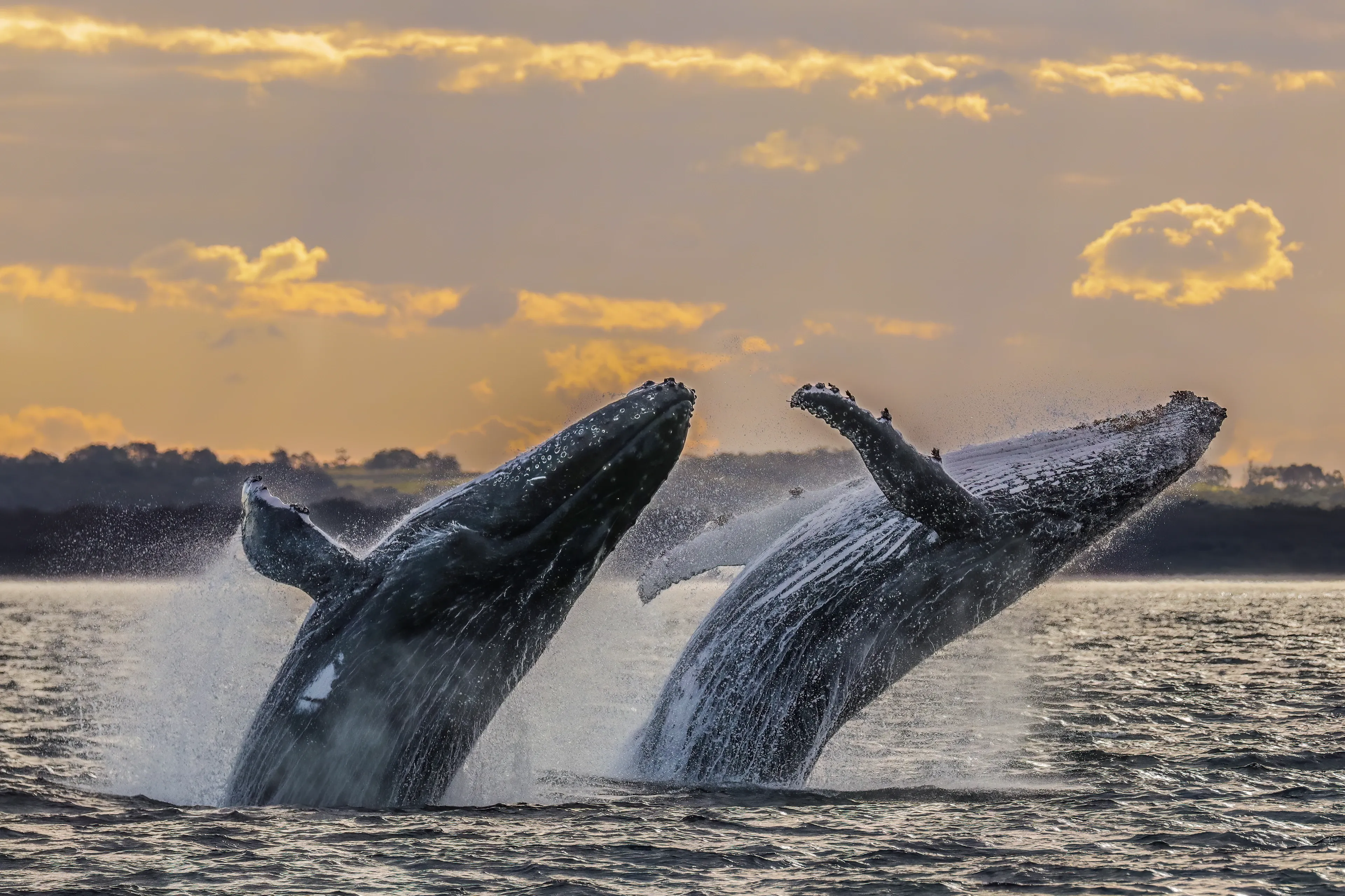 Two humpback whales breach side by side at golden hour, sending up spray against a warm cloudy sky and a distant tree-lined shore.