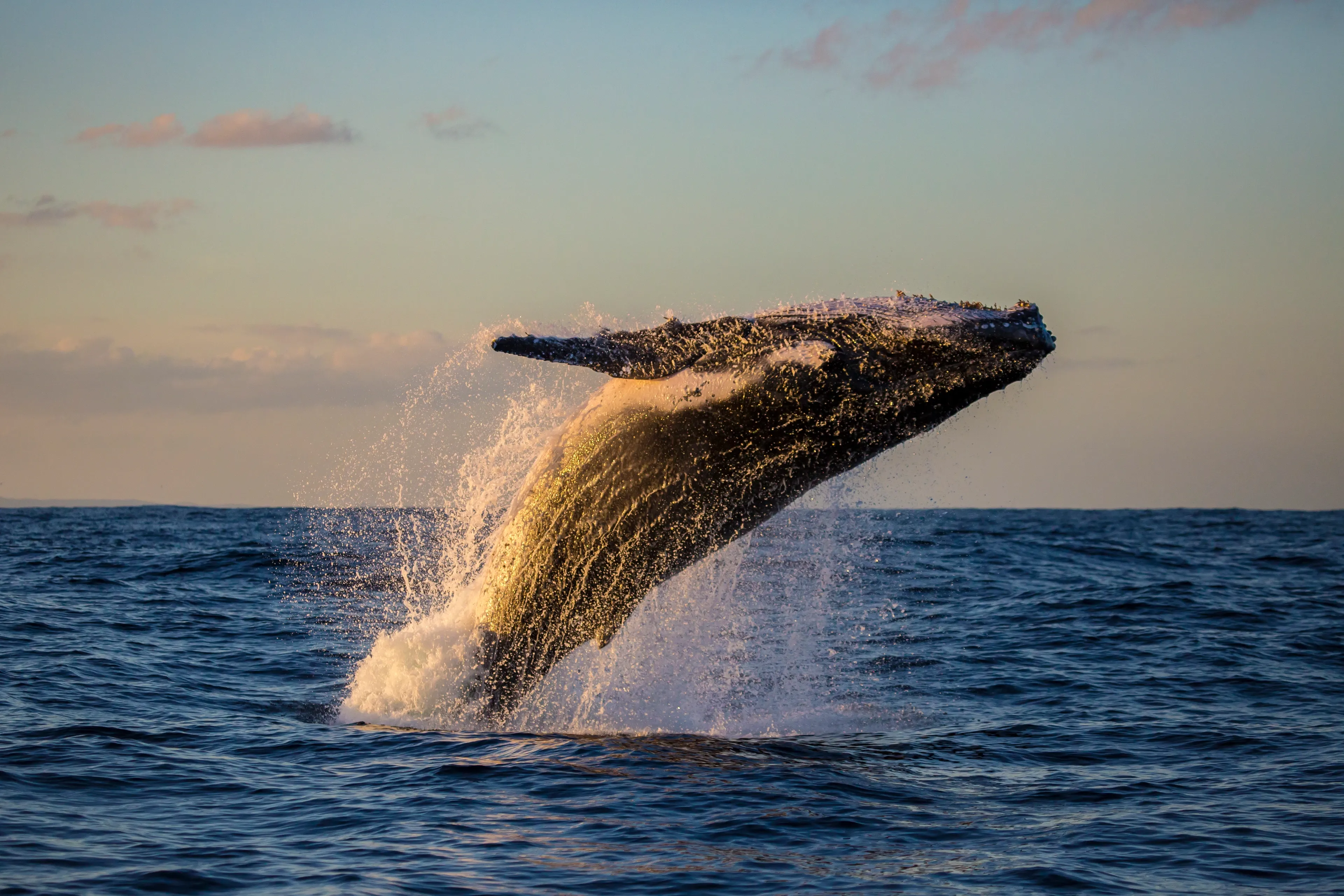 A humpback whale breaches at golden hour, most of its dark knobbly body clear of the water as spray and sunshine light its underside.