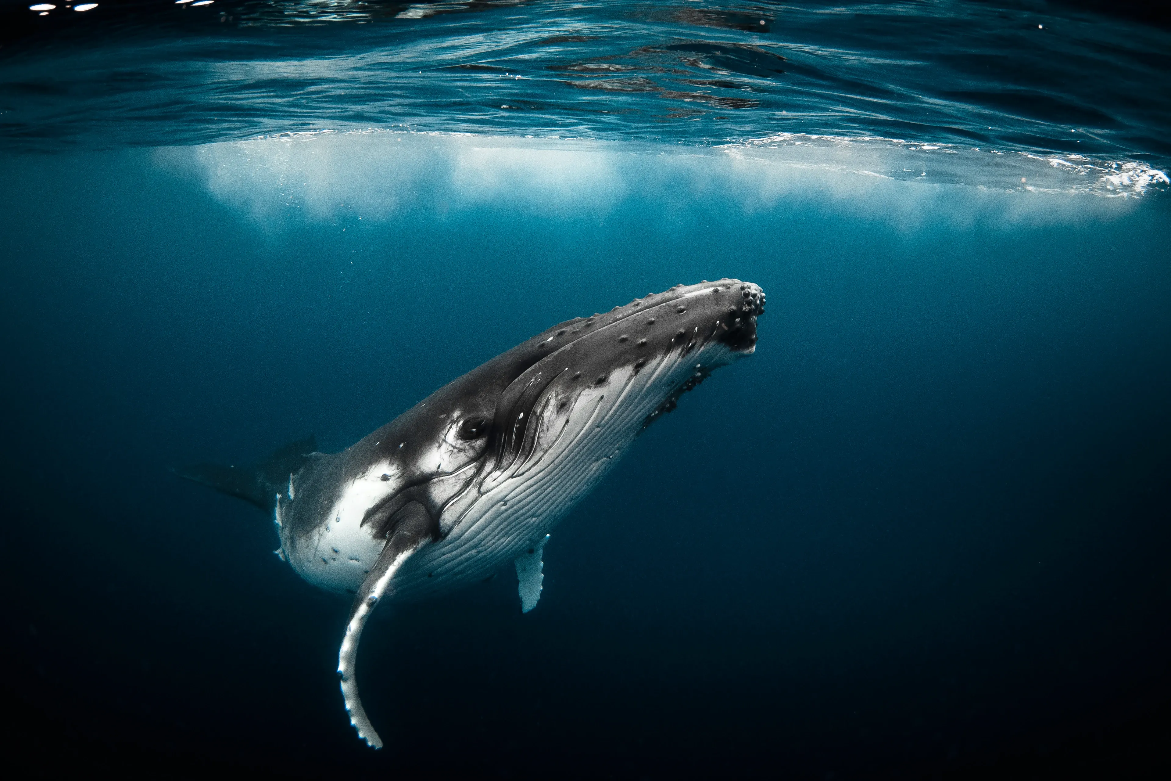 A humpback whale swimming with its calf underwater off Moorea, showing long pectoral fins and knobbly heads.
