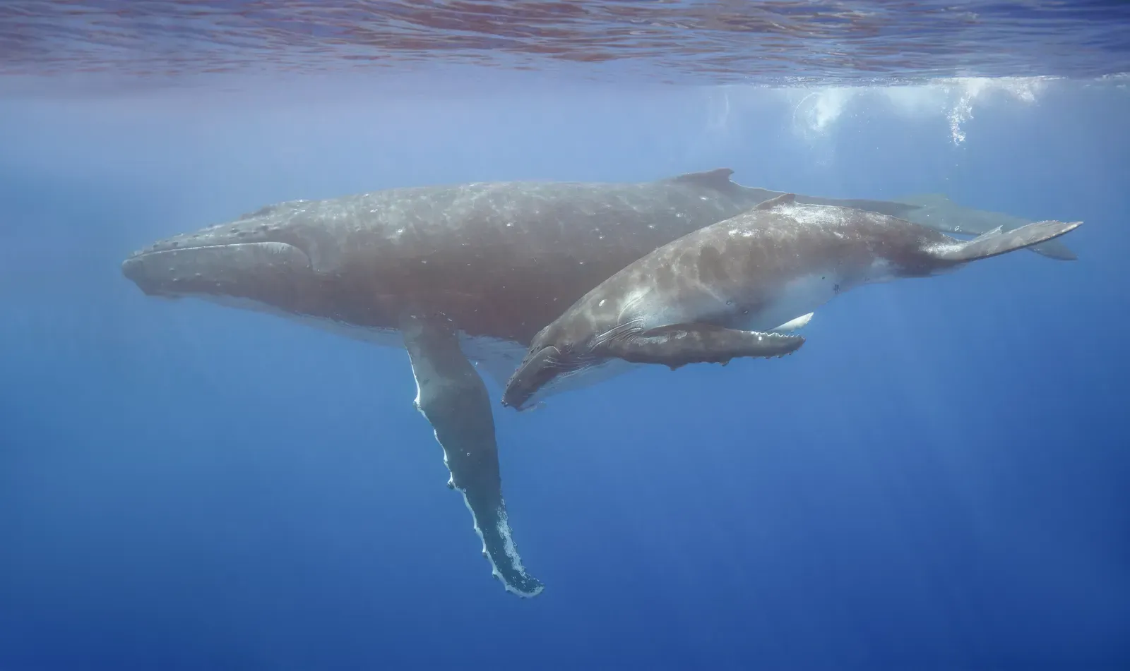 A humpback whale swimming with its calf underwater off Moorea, showing long pectoral fins and knobbly heads.