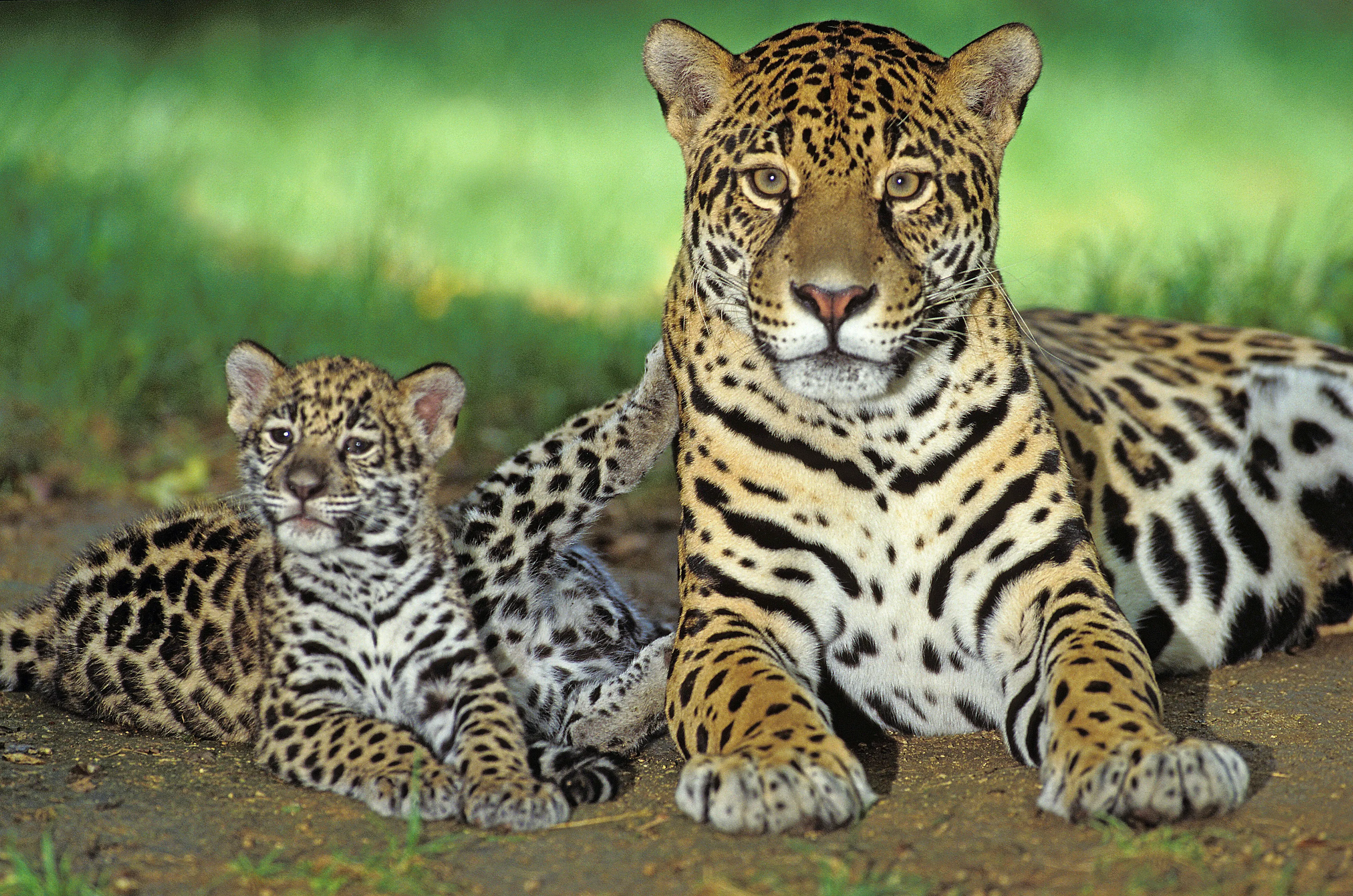 An adult jaguar lies on sandy ground looking forward, golden fur covered in black rosettes and heavy paws in front of its chest. A small cub lies beside it, one back leg raised as it scratches against the adult’s side.