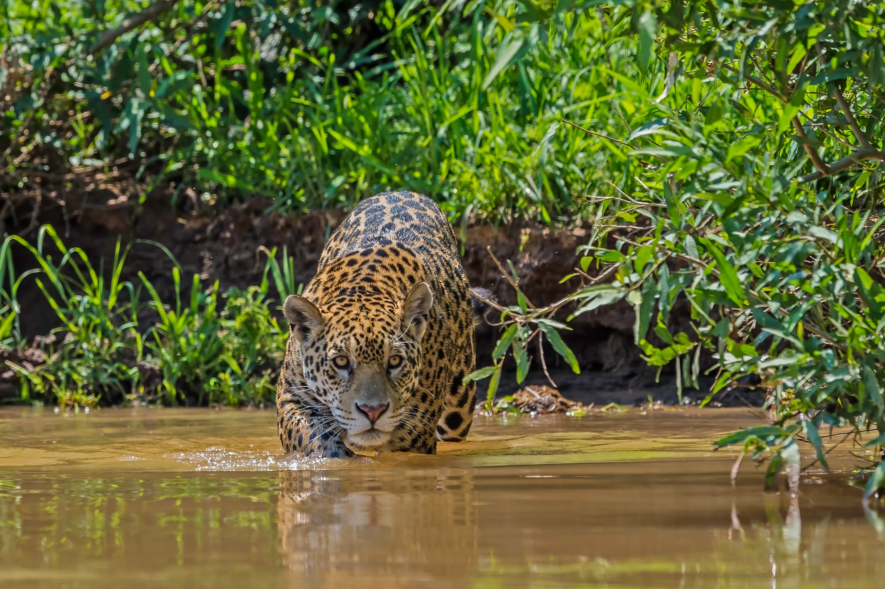A jaguar wades through shallow brown water toward us, crouched low with its front paws making ripples. Black rosettes cover its tan coat, and a muddy bank of green grass and bushes rises behind it.
