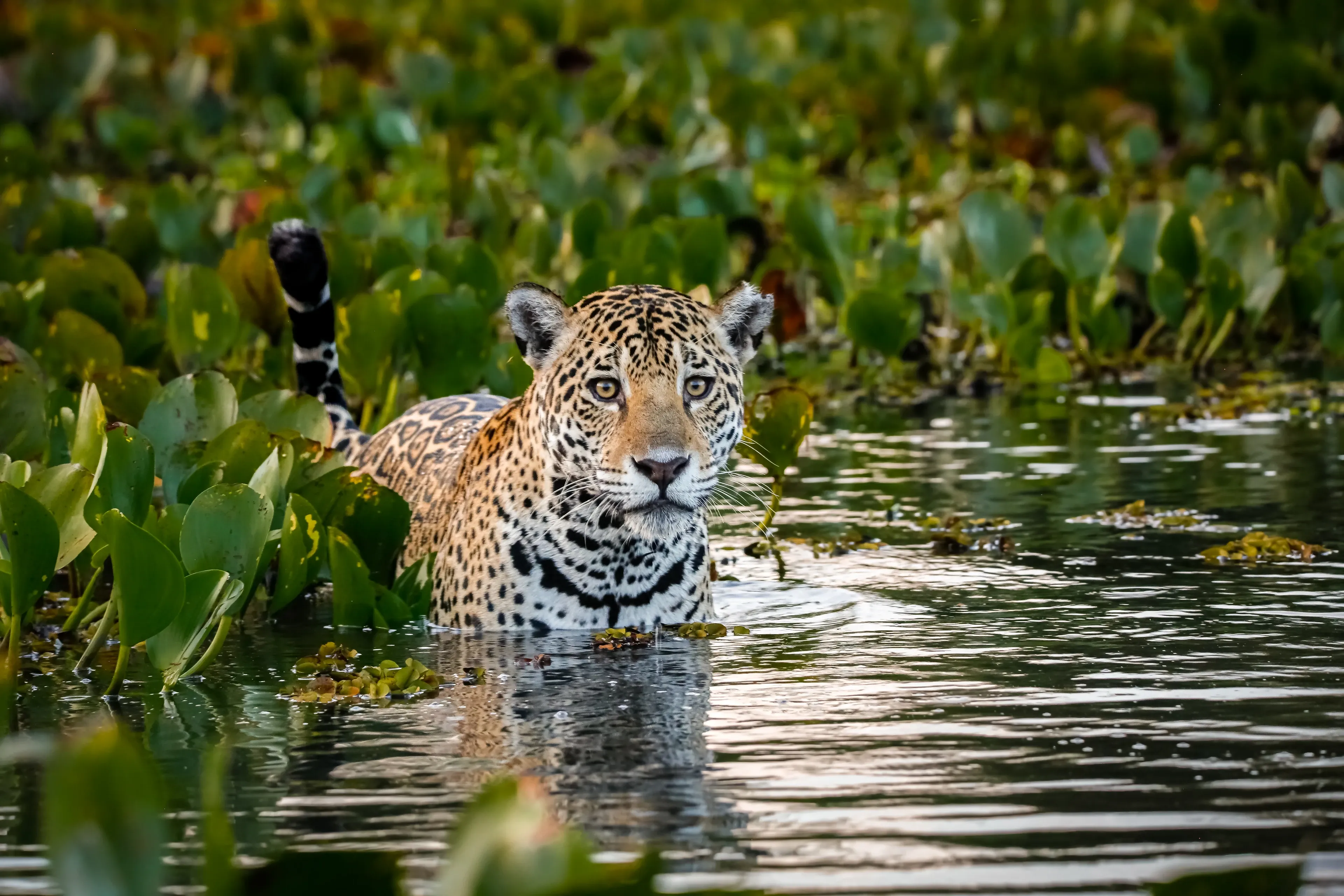 A jaguar stands chest-deep in dark water among green, heart-shaped water plants. Its golden-tan coat is covered in black rosettes, and its ringed tail curls above the surface as it looks toward us.