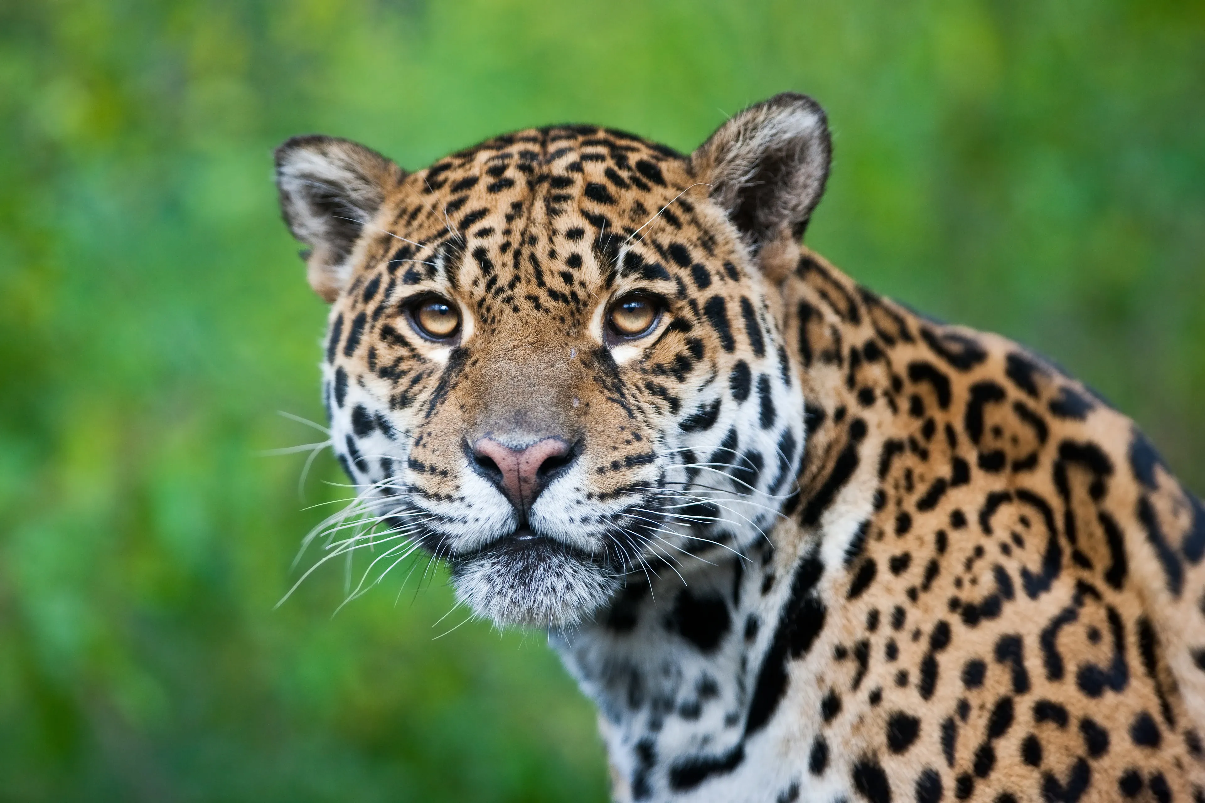 A jaguar looks straight at us with amber-gold eyes, a pink nose, and a white muzzle with long whiskers. Small black spots cover its face and larger rosettes mark its neck and shoulders against a blur of green jungle leaves.