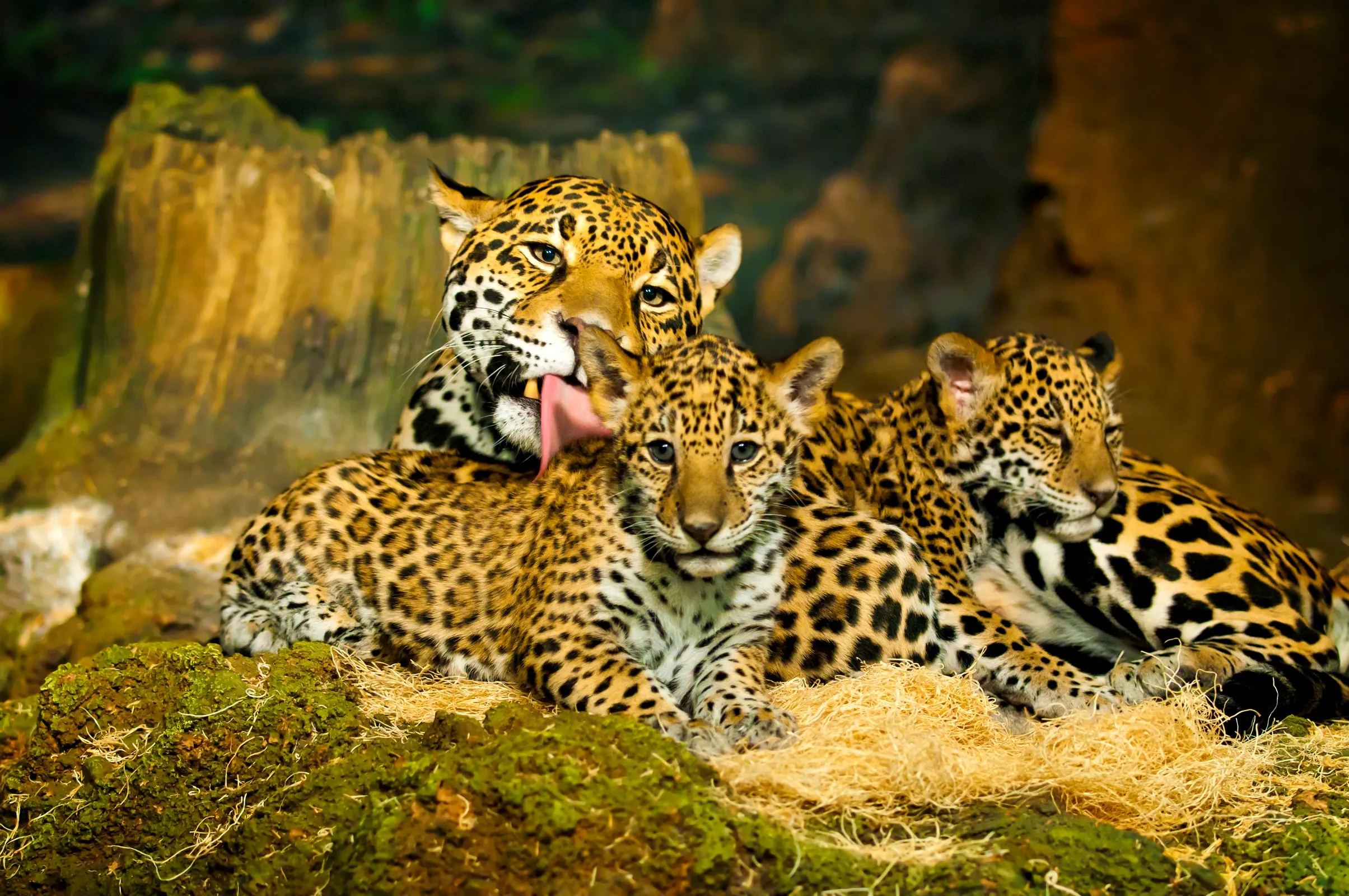 A mother jaguar licks the back of a cub’s neck with her pink tongue while a second cub rests beside them. The spotted family huddles on green moss and straw in front of a large tree stump.