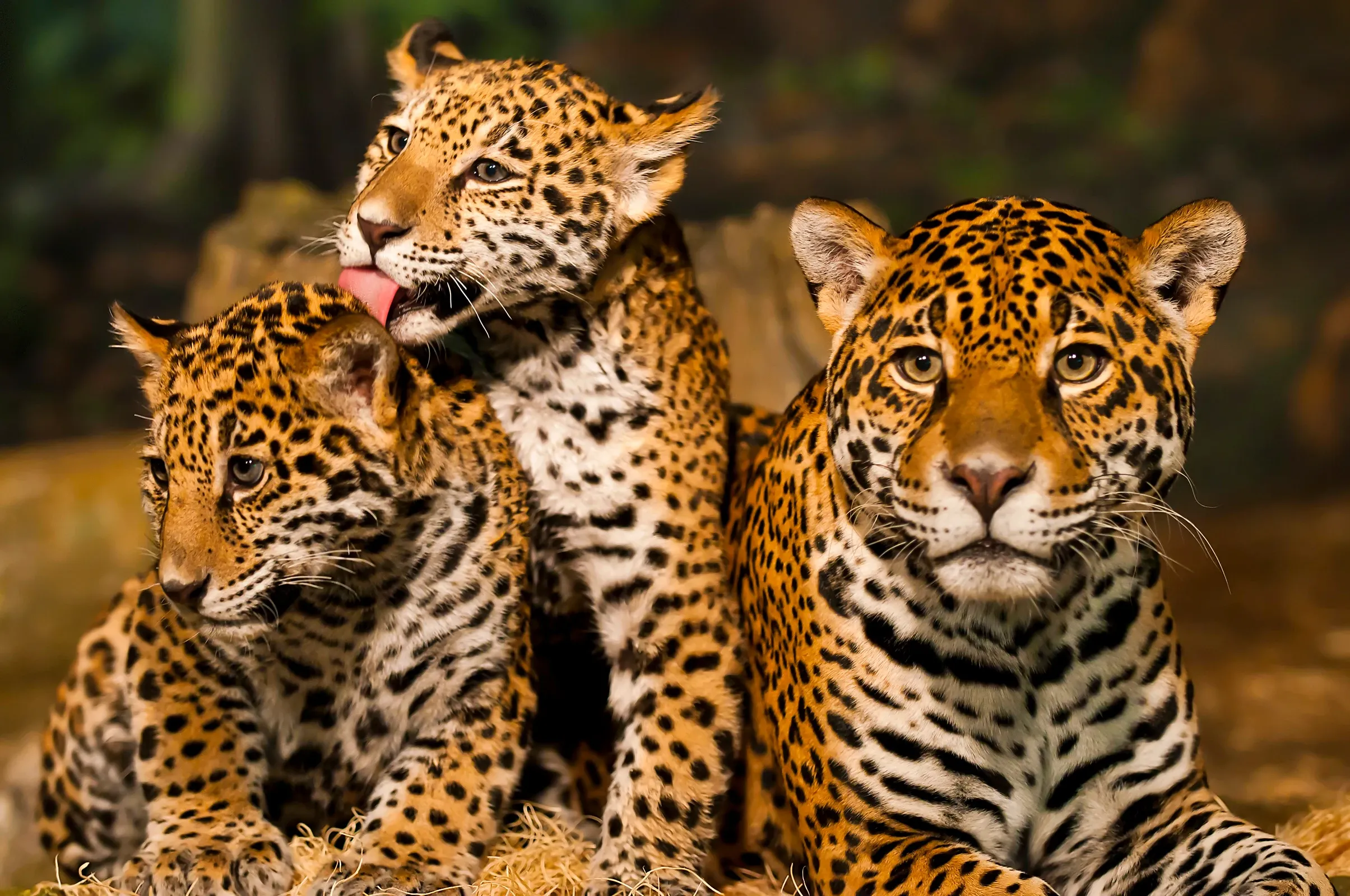 A large jaguar sits on dry yellow straw looking forward, with two cubs huddled beside it. One cub licks the top of the other cub’s head, and all three have tawny fur covered in black rosettes.