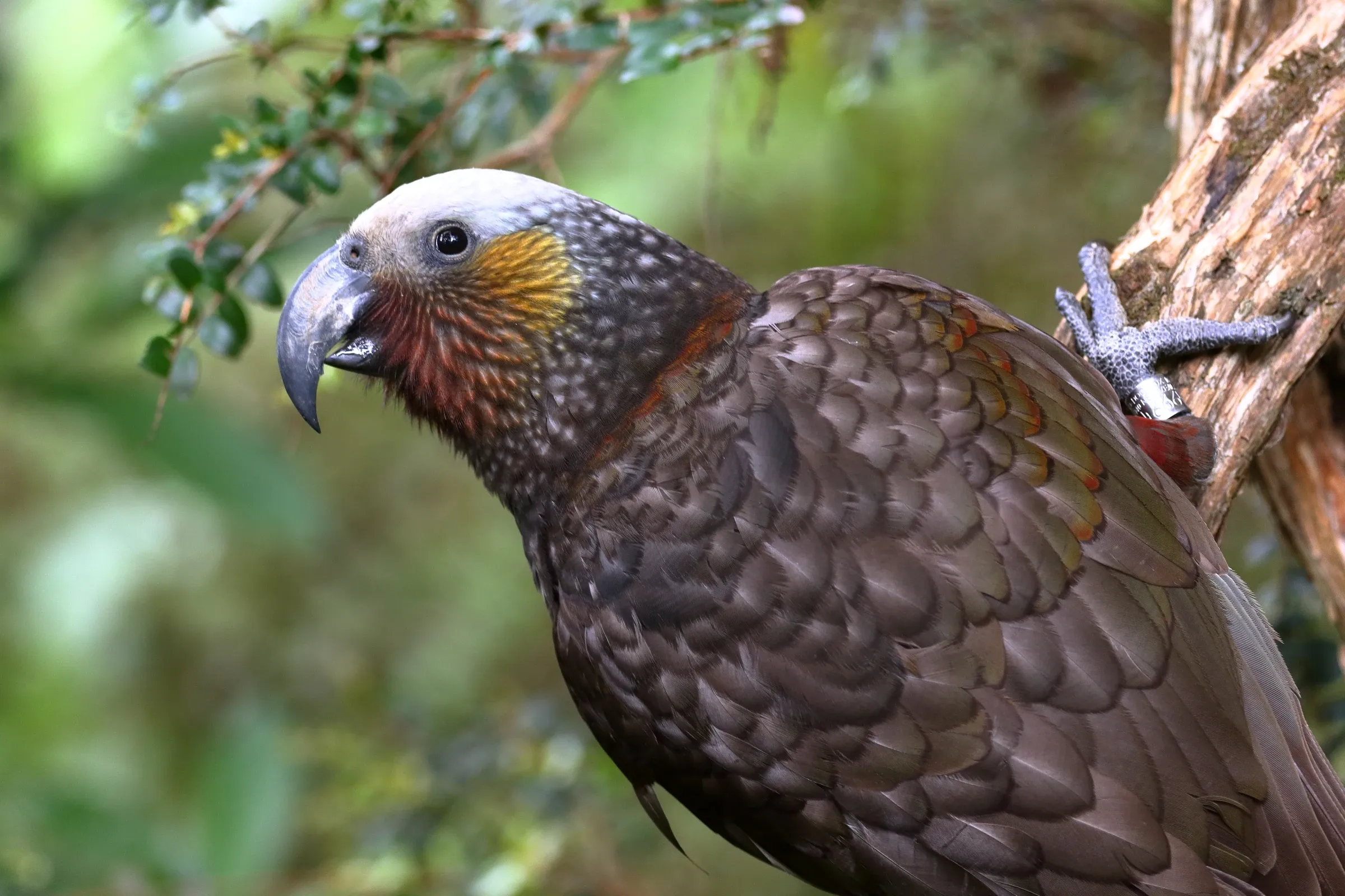 A kākā with a pale grey crown, orange cheek, and a big curved beak perches on a rough forest branch. A silver band on its scaly grey foot shows this bird is being looked after by people.