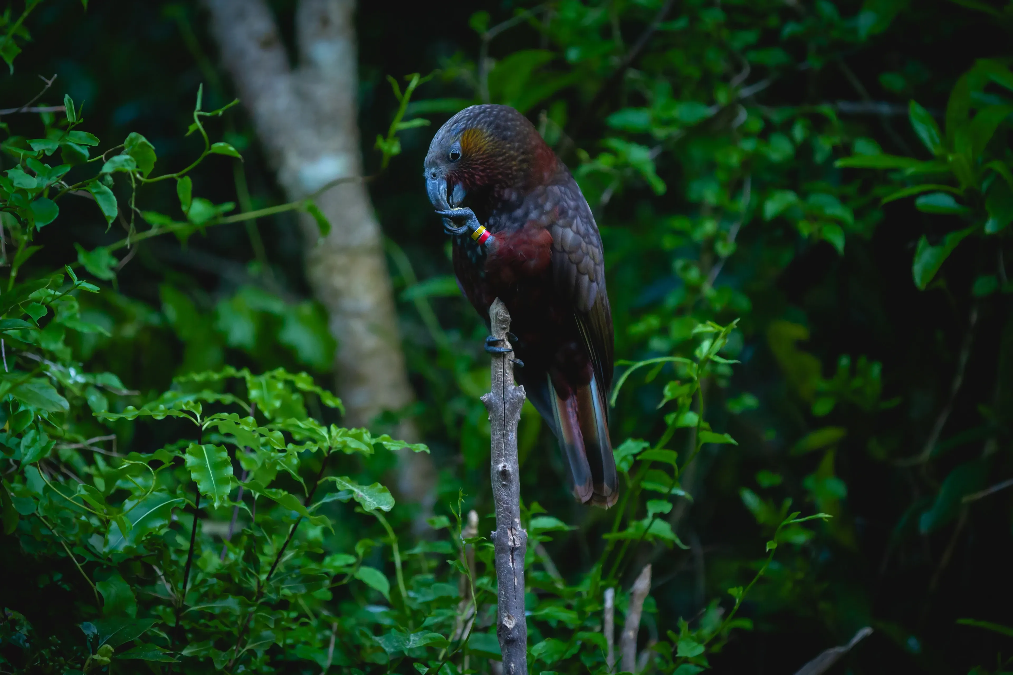 A dark olive-brown kākā clings to a thin upright branch in dense green forest, lifting one foot toward its hooked beak. A yellow-and-red band marks its leg.