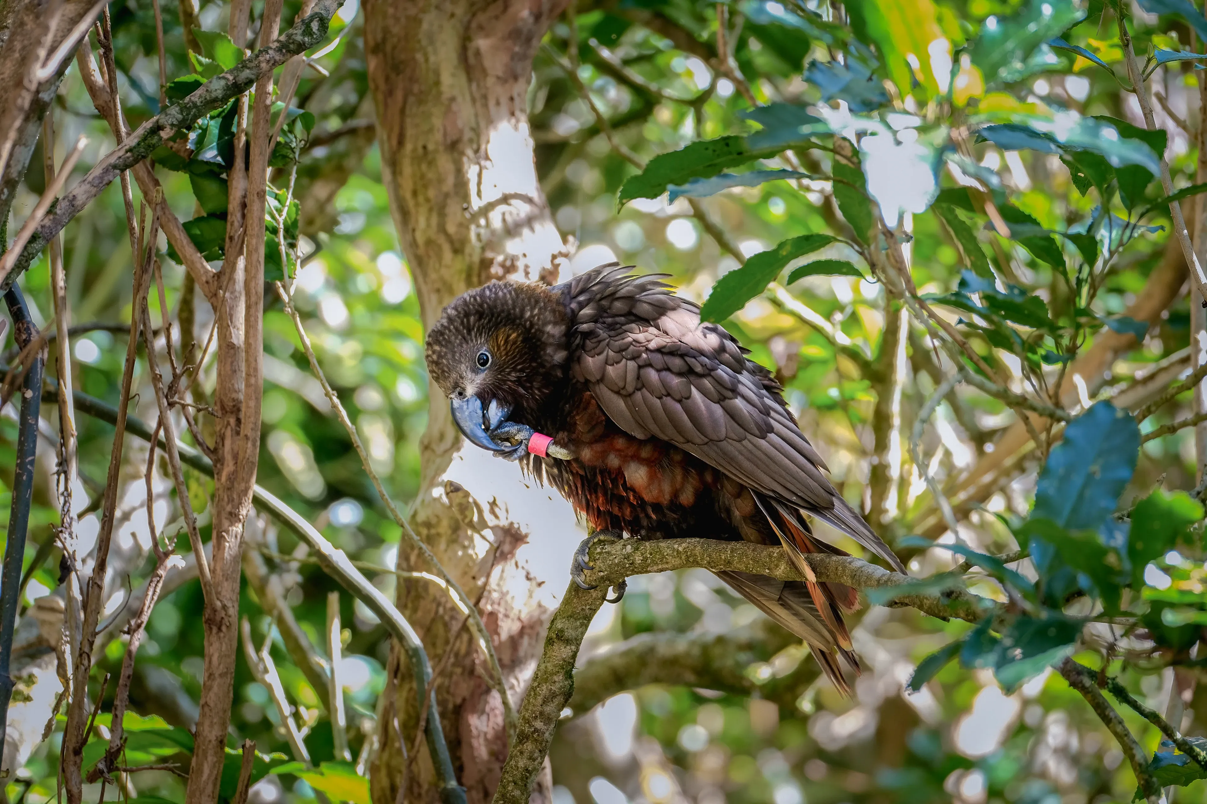 A kākā with scalloped brown feathers and a flash of crimson under its tail leans forward on a forest branch, holding a foot near its hooked grey beak. A bright pink band sits on its right leg.