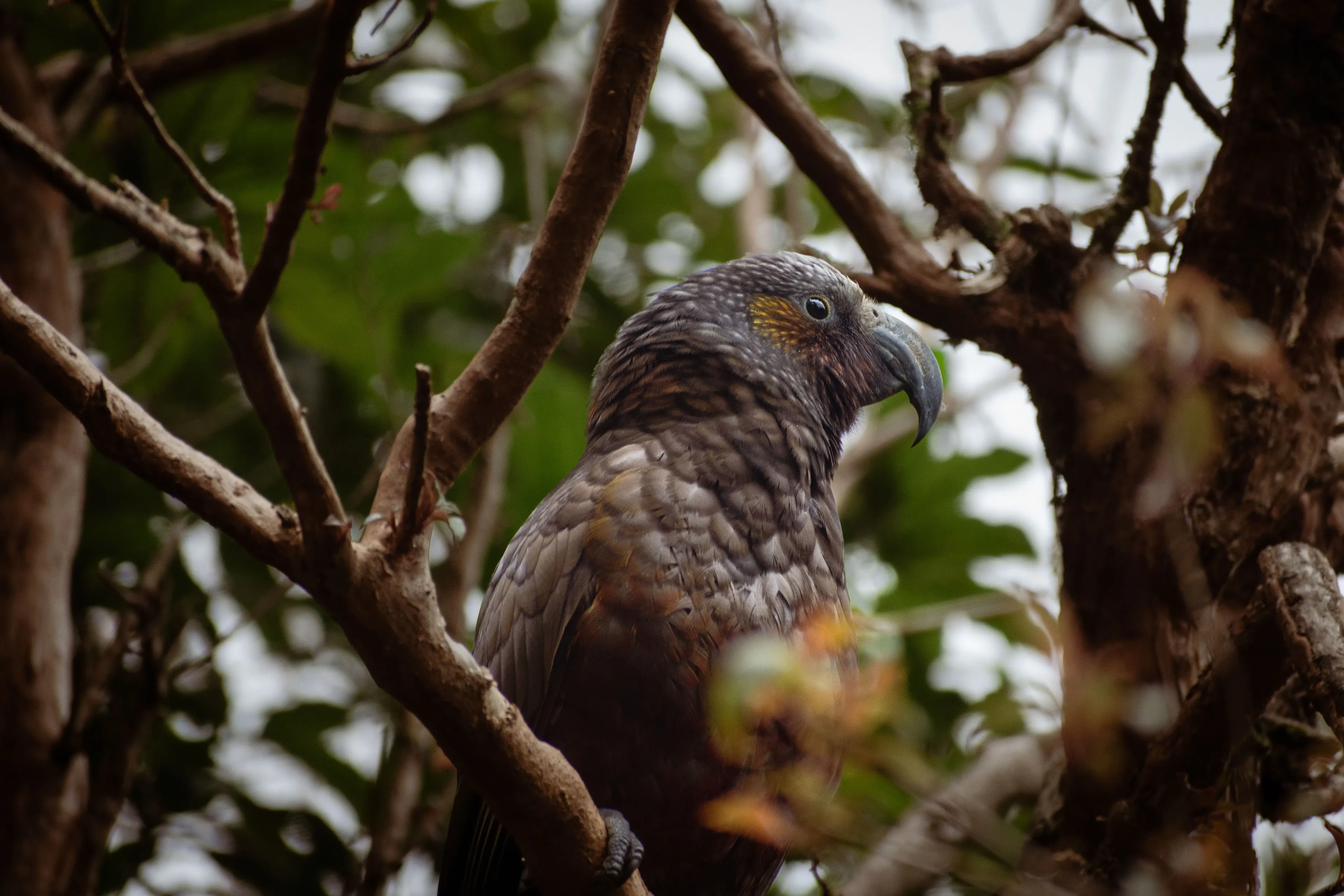 A kākā with an olive-brown coat and a strong curved beak sits upright among crossing forest branches. A warm orange patch shows on its cheek and flank among the green leaves.