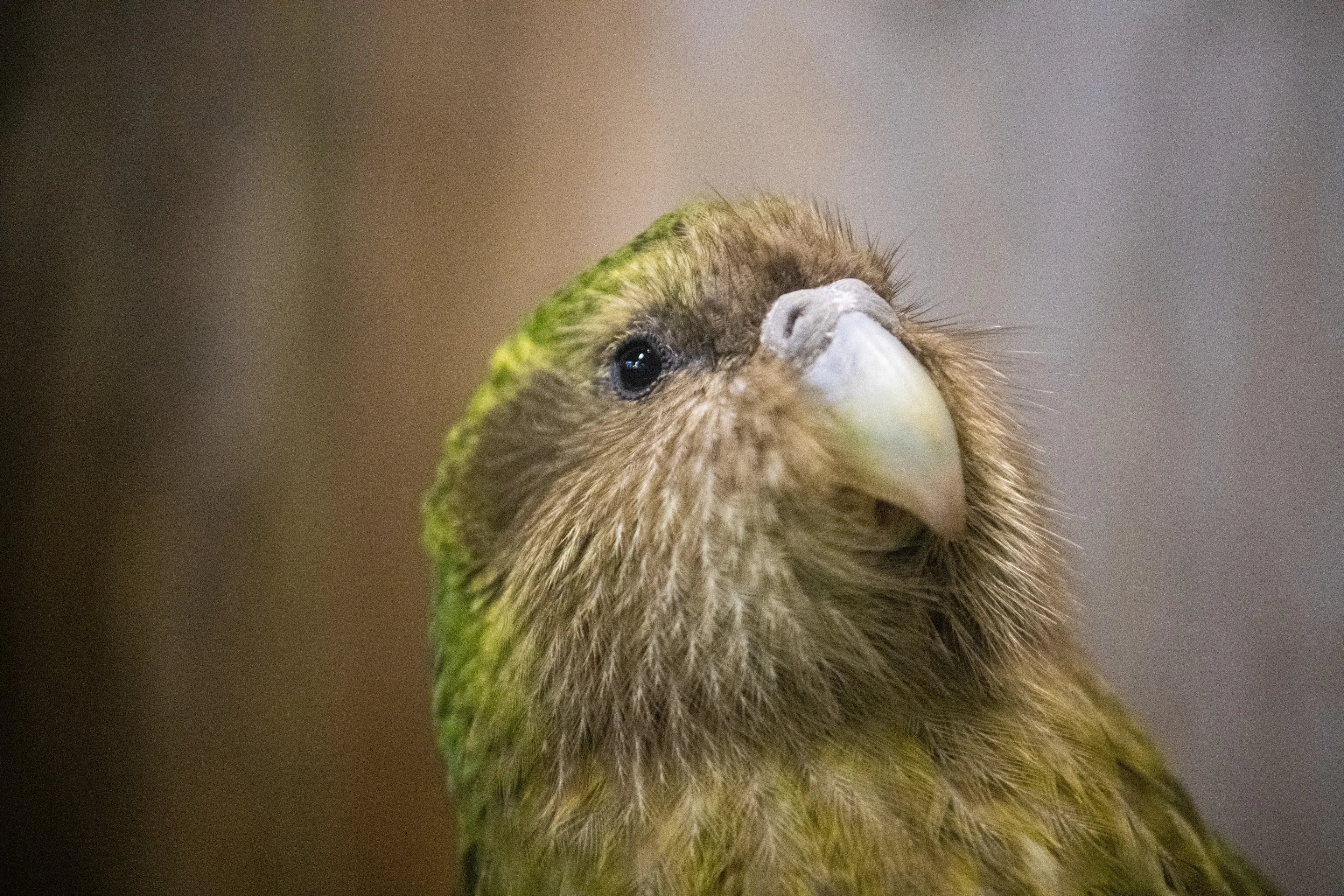 A kākāpō looks upward, with fine whiskery feathers around a pale hooked beak and a small dark eye. Soft green and brown plumage fills the frame.