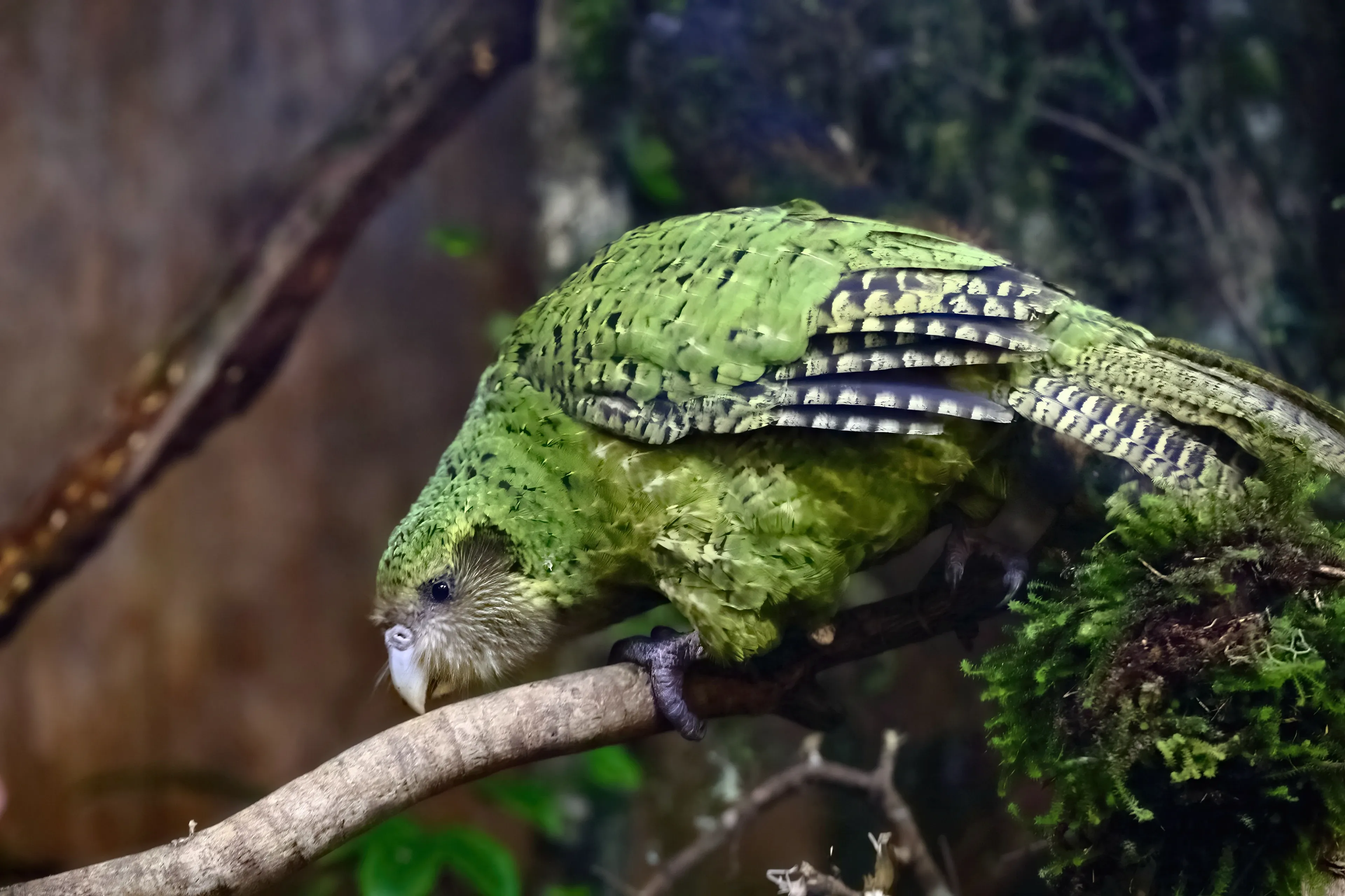 A moss-green kākāpō leans forward on a thick branch, showing barred wings, a pale beak, and strong dark feet. Bright green moss grows beside it in the shadowy forest.