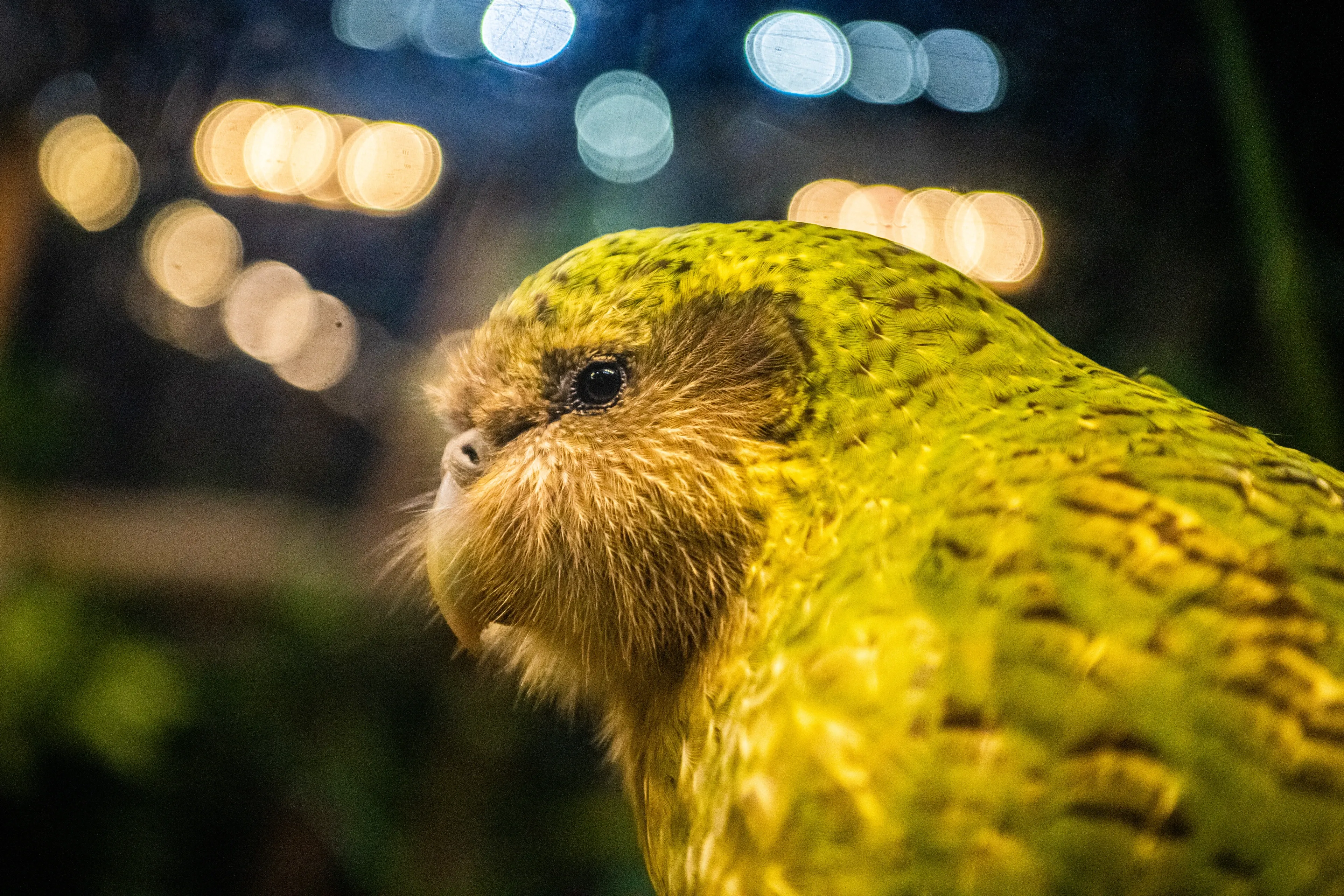 A kākāpō in profile shows yellowish-green feathers barred with dark marks and an owl-like face. Soft lights blur in the dark background behind its pale hooked beak.