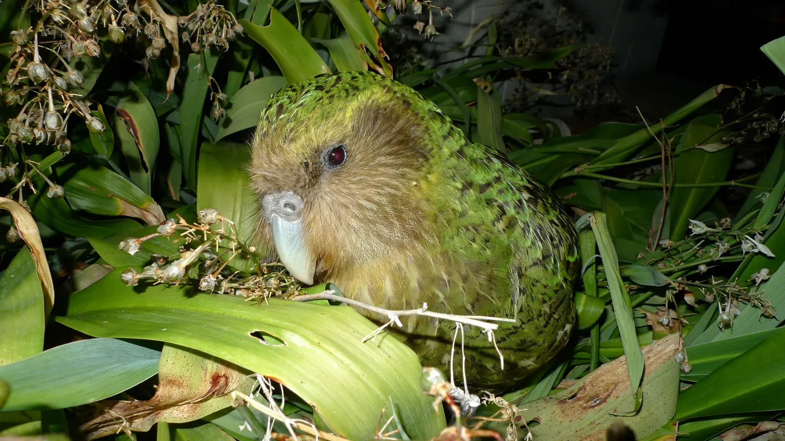 A kakapo, a large green moss-coloured parrot, nestled among green leaves at night.