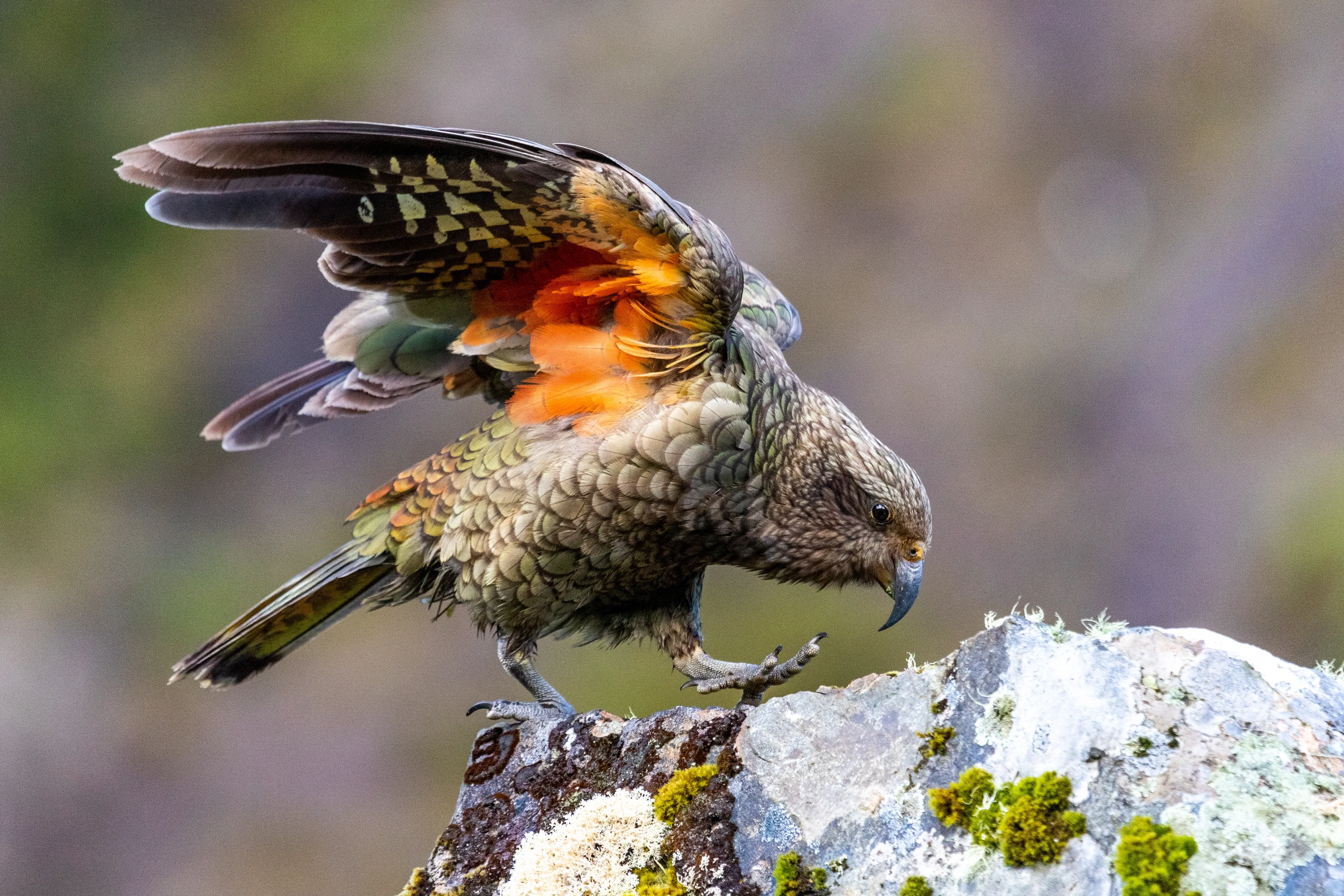 An olive-green kea lands on a mossy mountain rock, lifting its wings to show hidden bright orange feathers. Its sharp curved beak points down as clawed feet grip the stone.