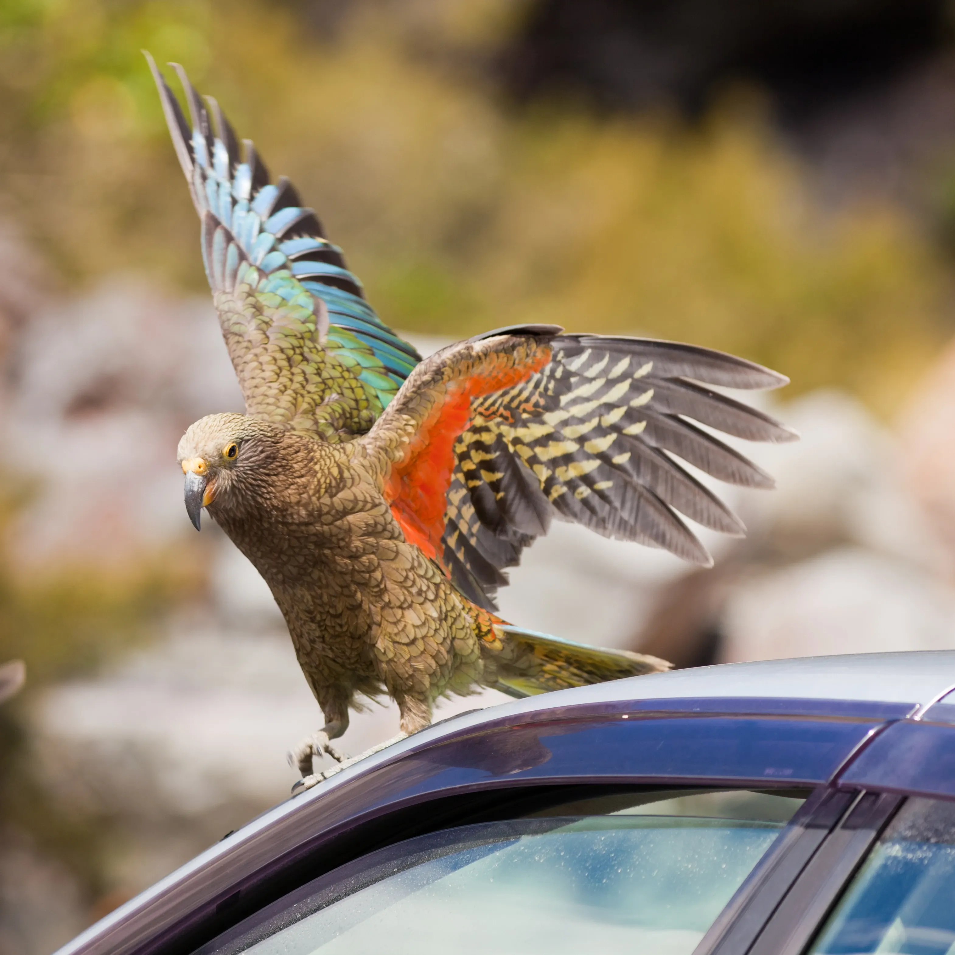 A kea stands on a car roof with wings spread wide, flashing bright orange feathers under olive-green plumage. Its large curved beak points forward against a rocky alpine slope.