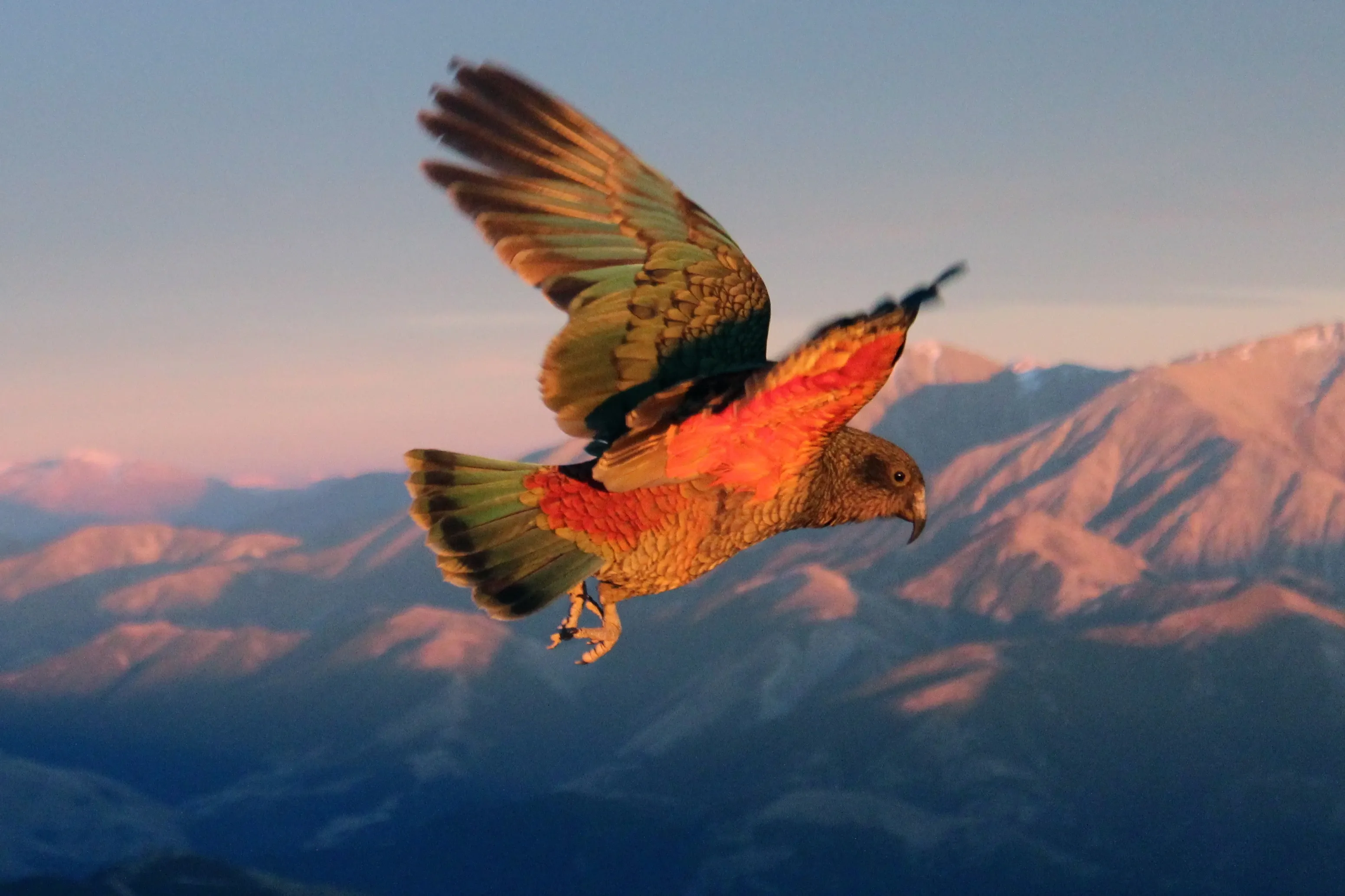 A kea glides across a mountain range, olive-green wings spread to reveal brilliant orange-red feathers underneath. Snowy peaks glow pink and orange below a pale sky.