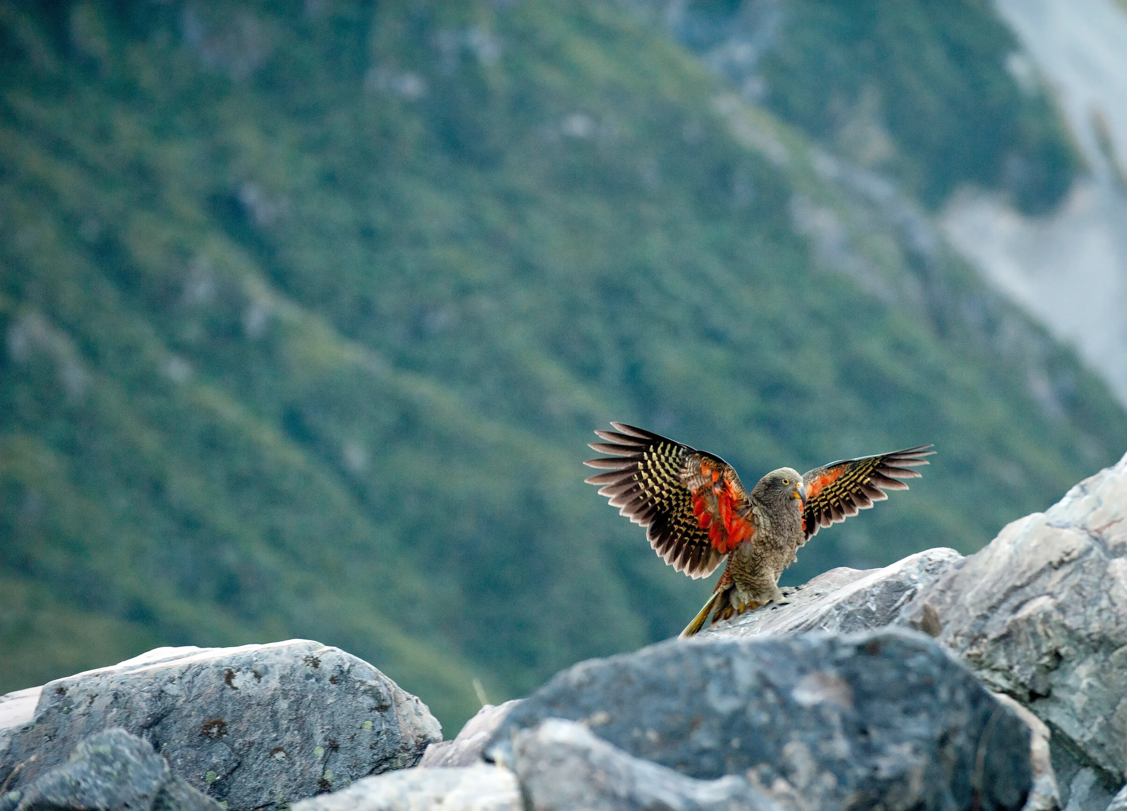 A kea stands on a jagged grey rock with wings spread, showing brilliant orange-red feathers under its olive-green body. Steep green mountains blur behind its curved beak.