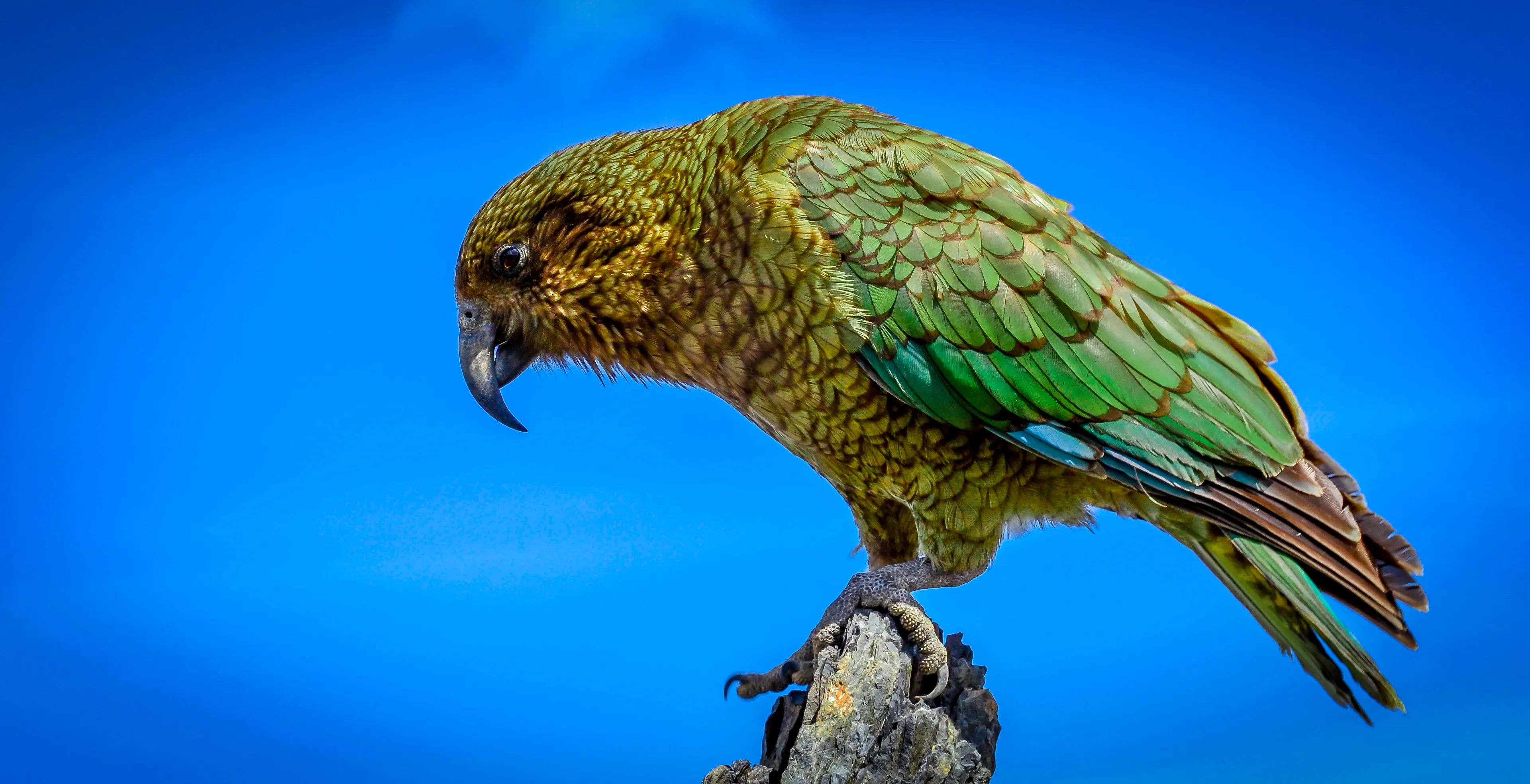 A kea perches on the tip of a rugged grey rock against a clear blue sky, leaning forward with a large curved beak. Olive-green and gold feathers with dark edges cover its body as scaly feet grip the stone.
