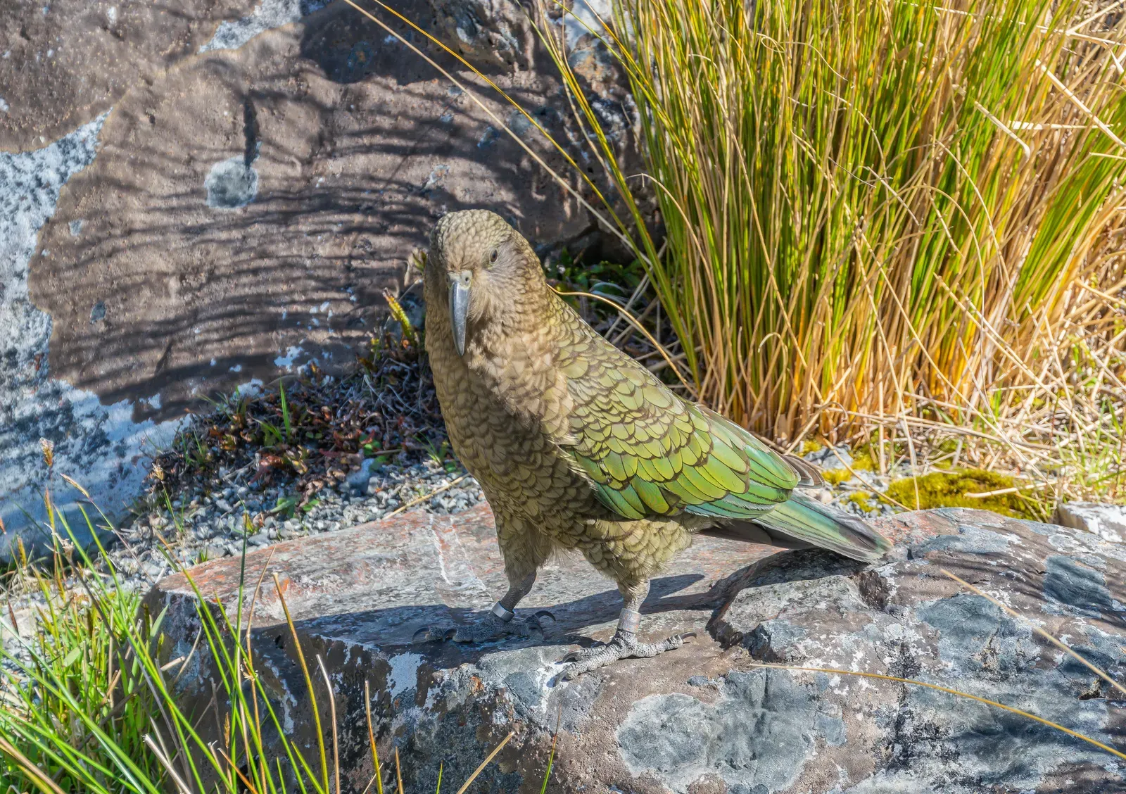 An olive-green kea parrot standing on a rock in the New Zealand mountains, flashes of bright green on its wings.
