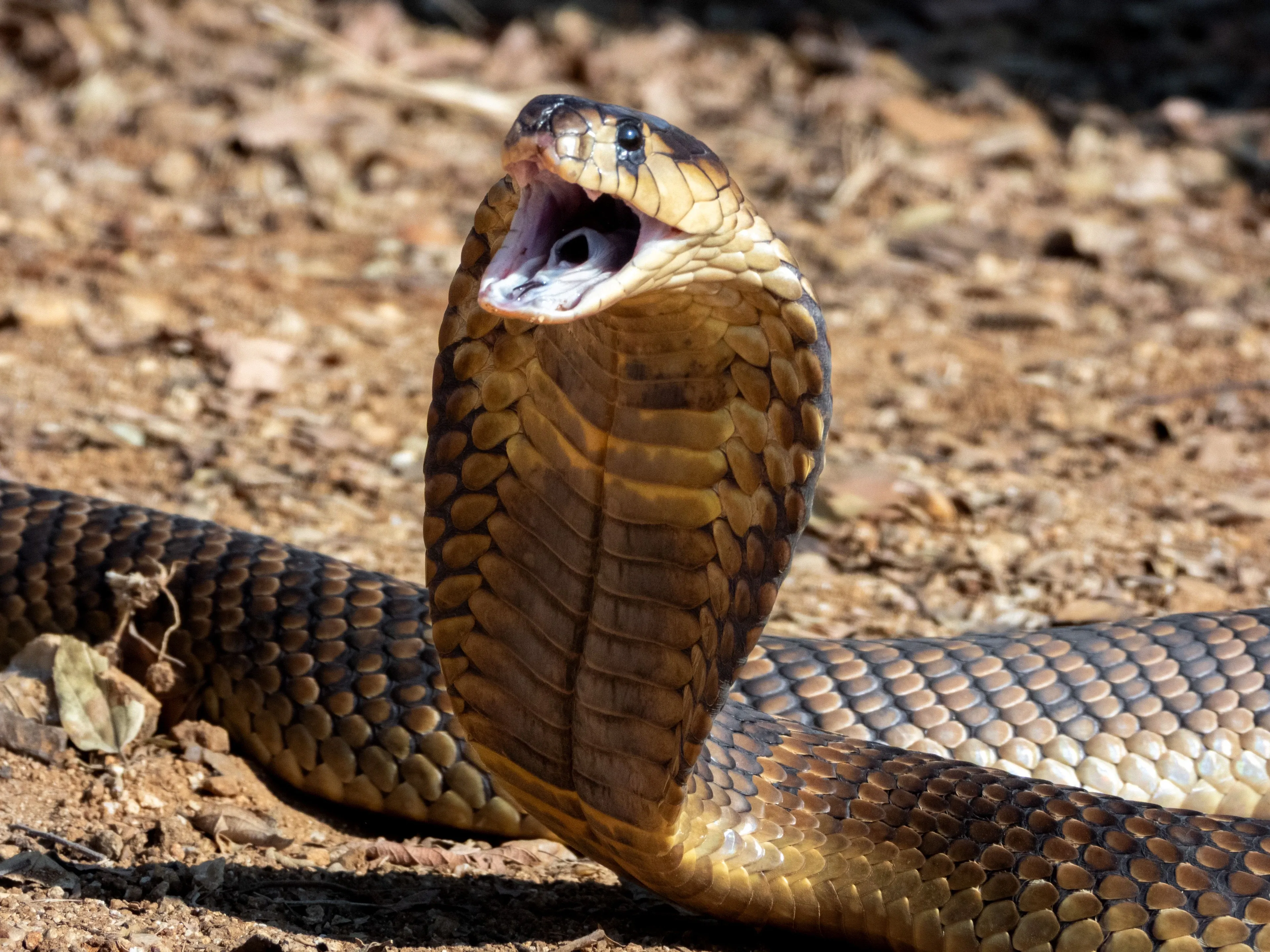 A king cobra rears up on dusty, pebble-strewn ground with its hood spread wide and its mouth open.