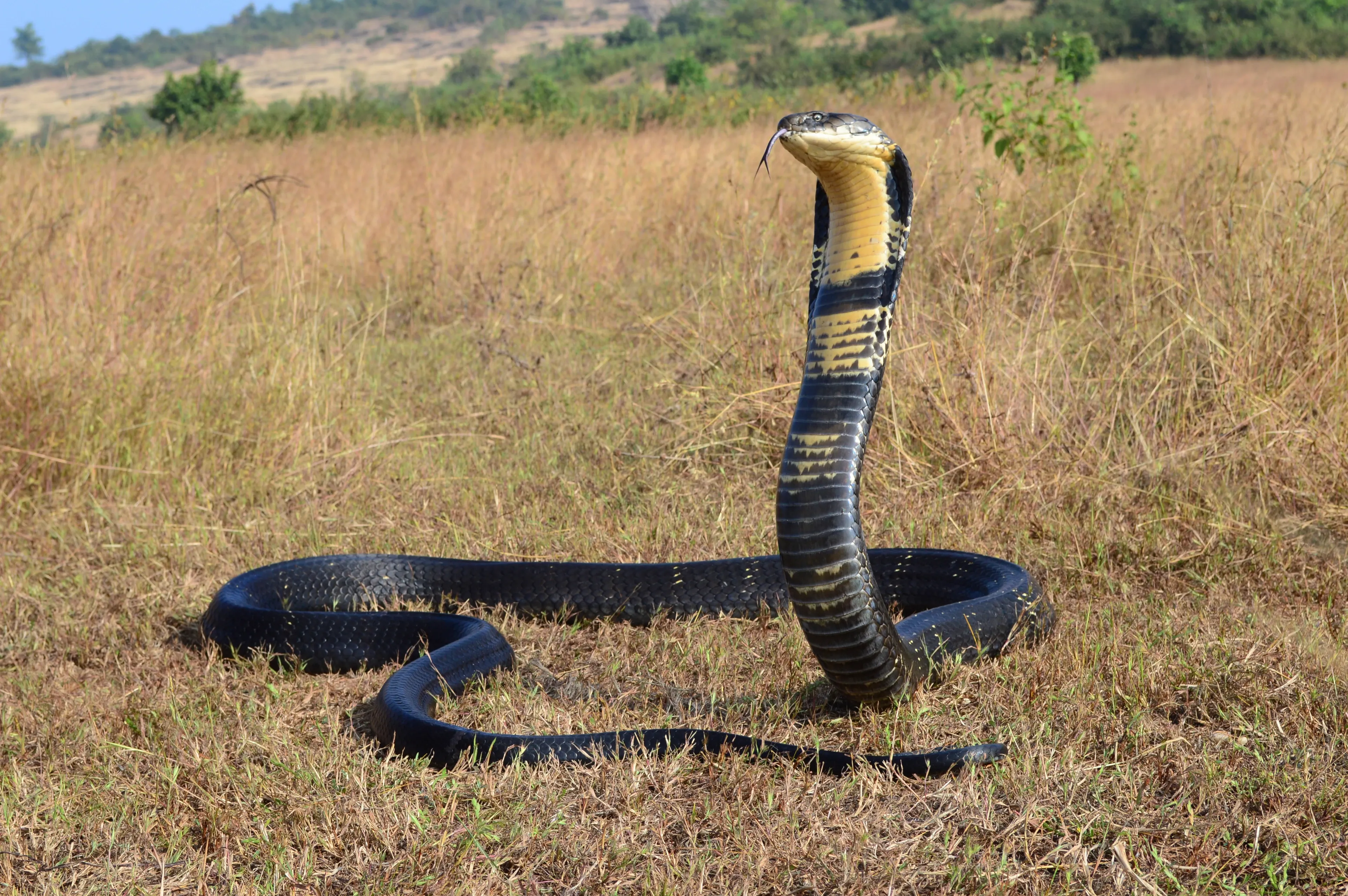 A king cobra stands tall in dry grass with its hood flared and its forked tongue flicking out. Pale bands run along its long, coiled body.